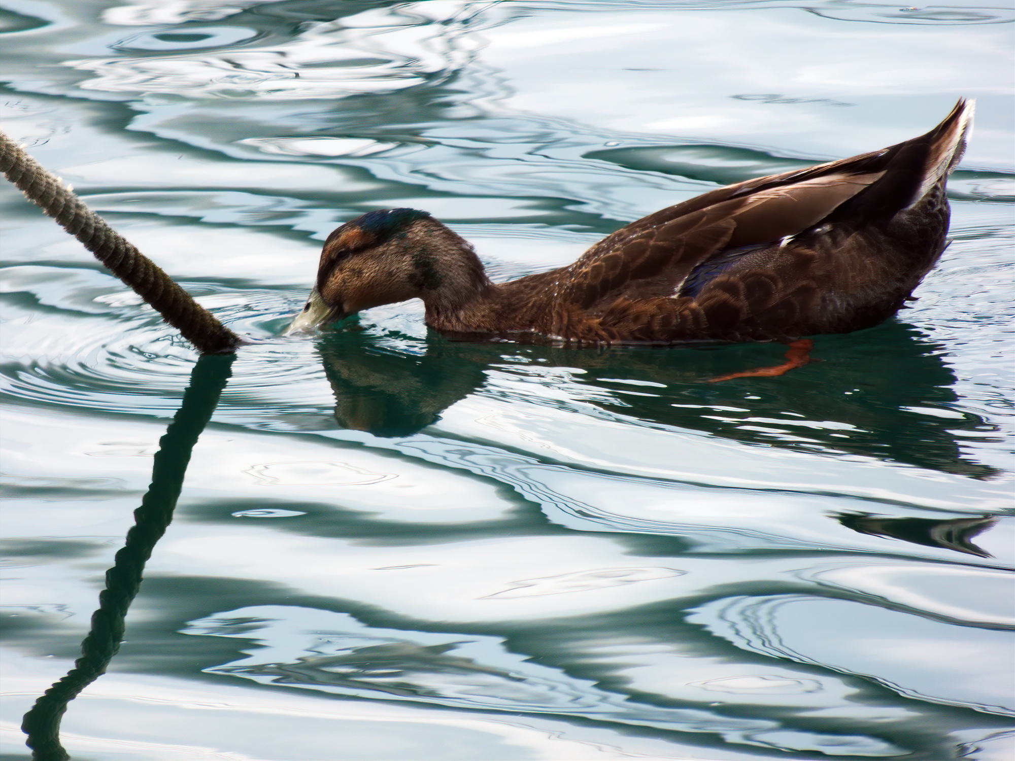 In the waters of the harbor