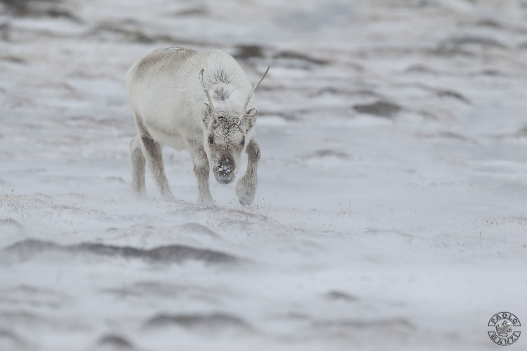 Svalbard Reindeer