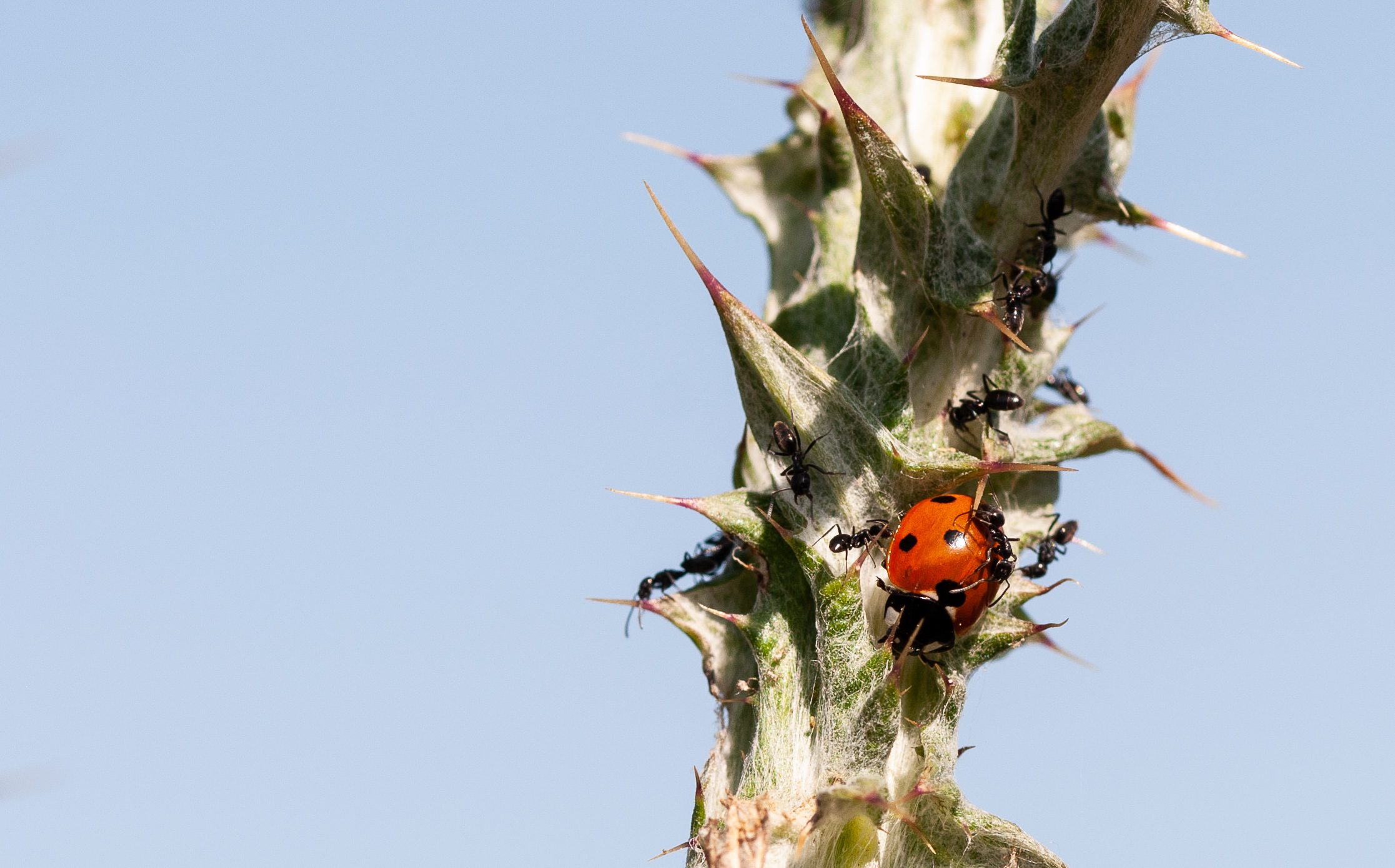 What torment these little formichine...