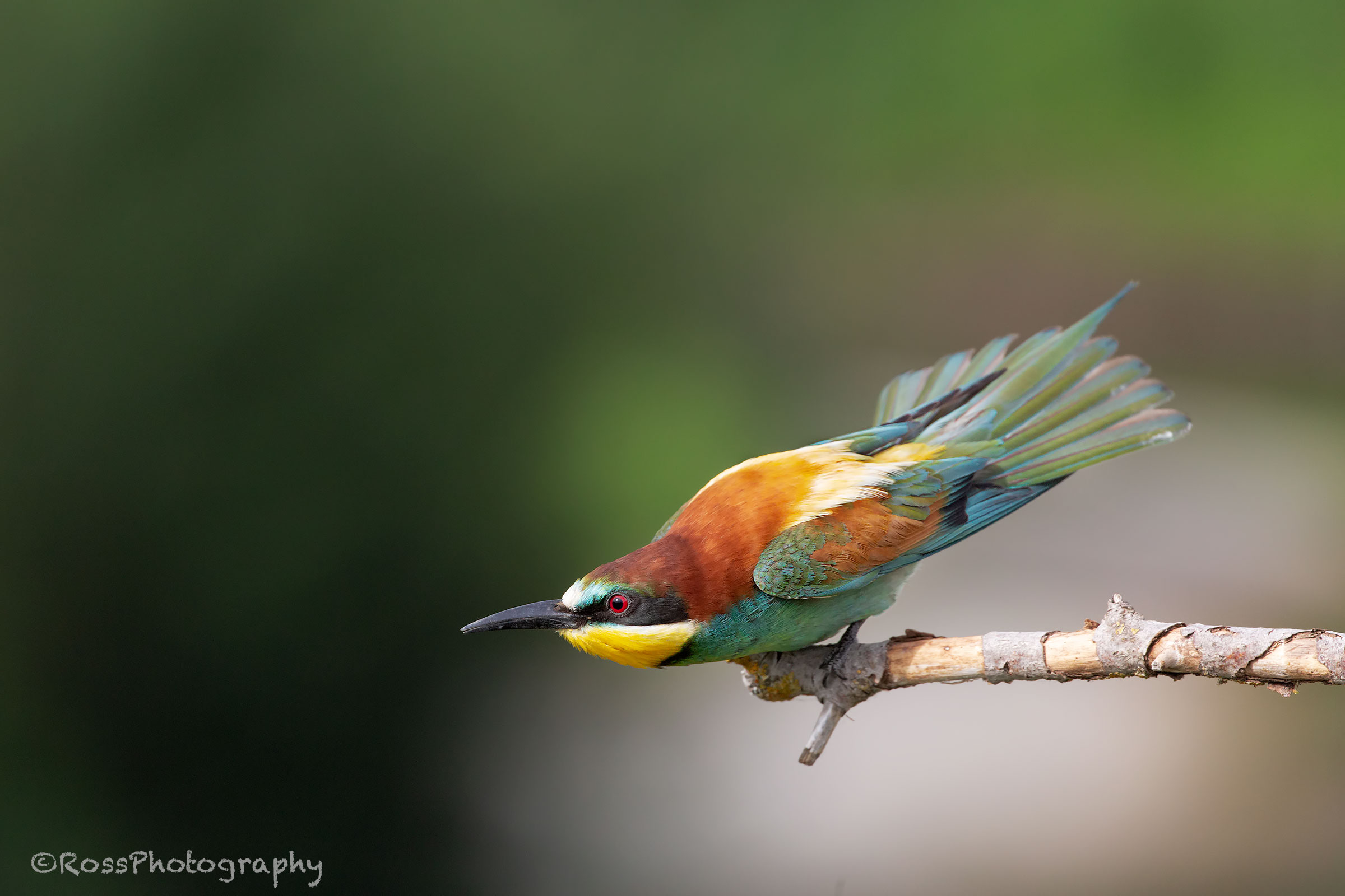 What do you say I throw?