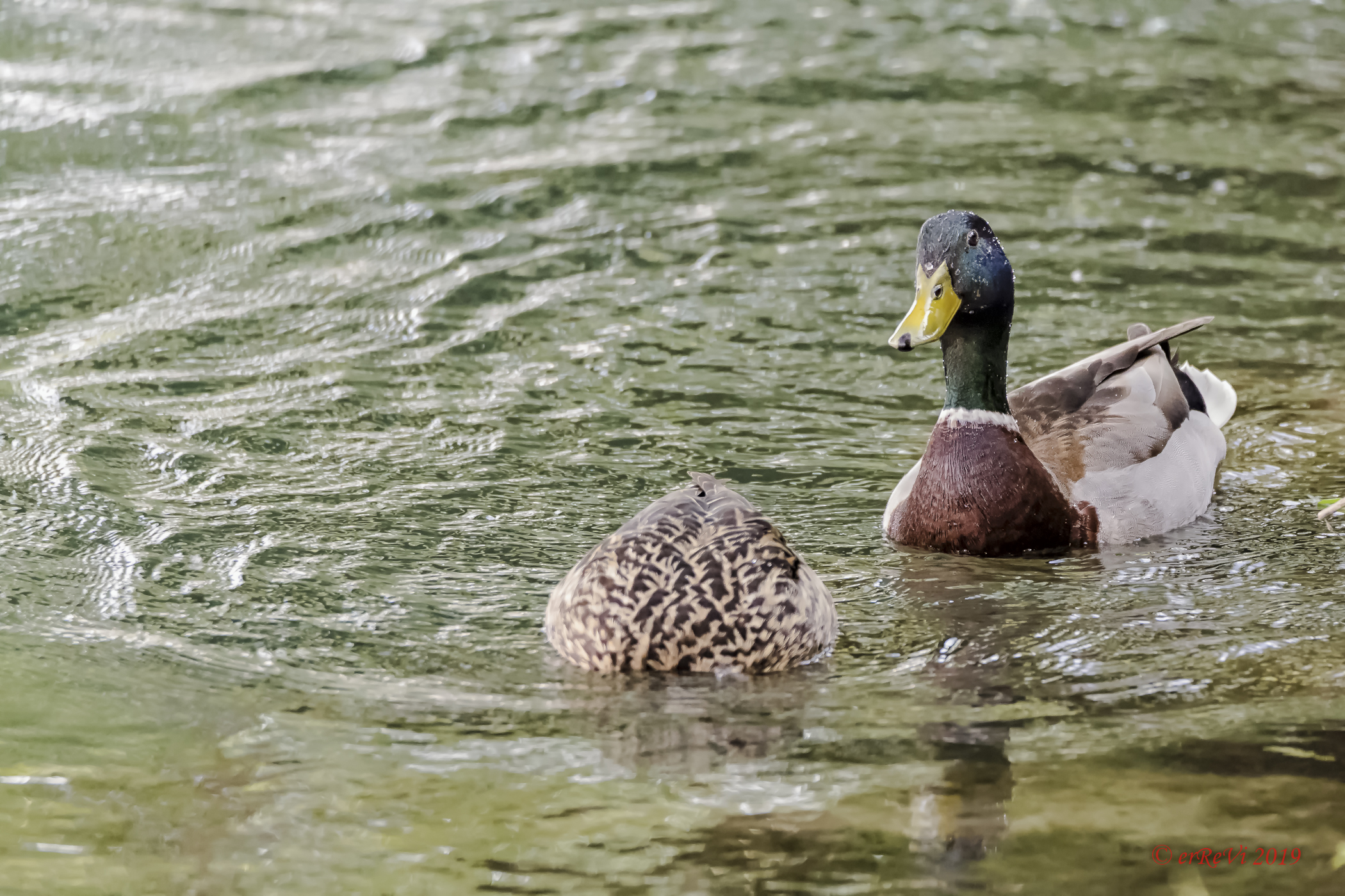 He lost his head for me...