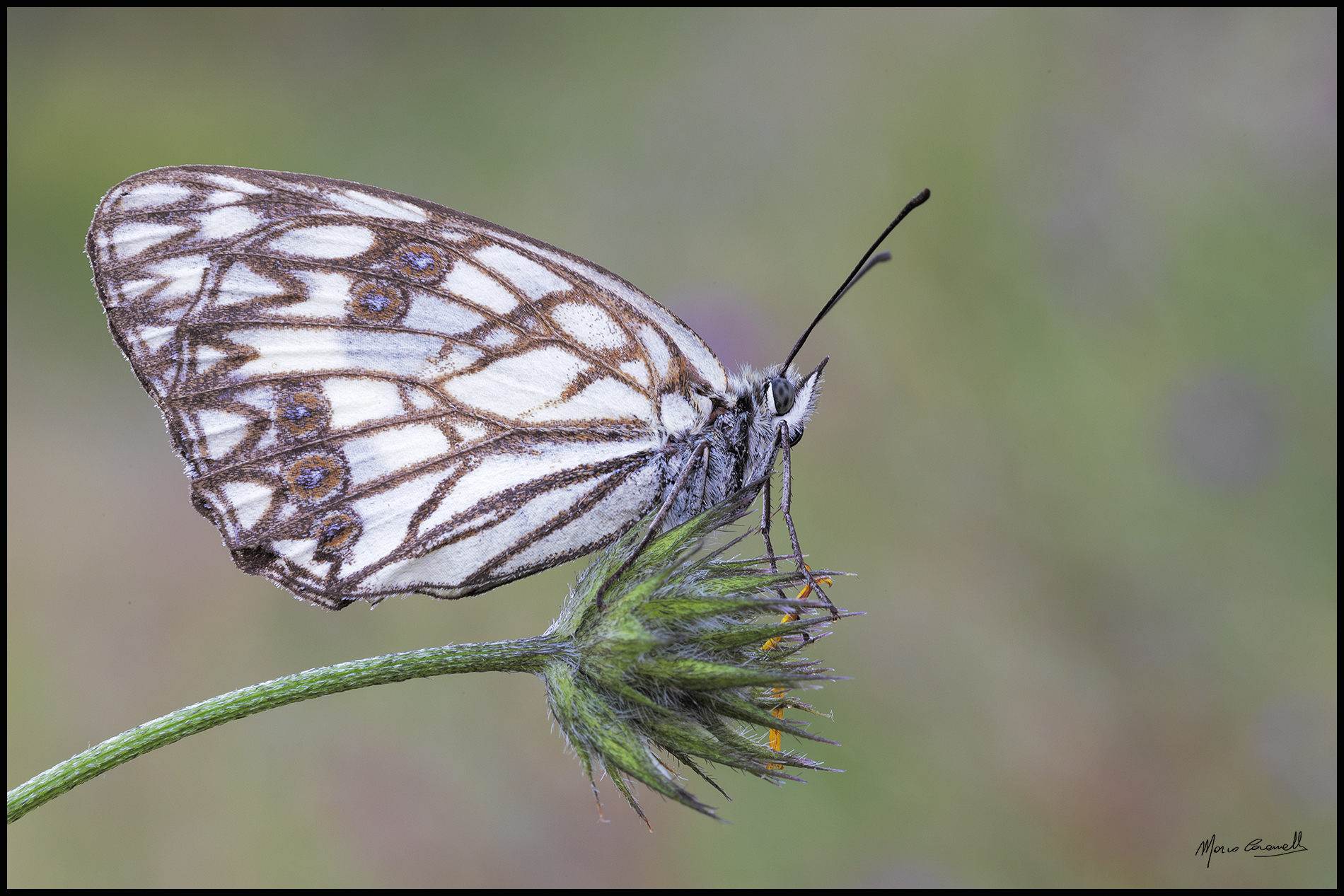 melanrgia occitanica