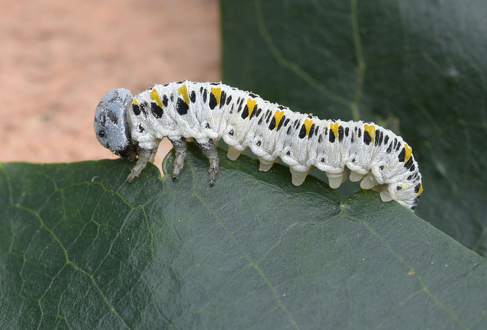 Caterpillar that does not become butterfly, but bee.