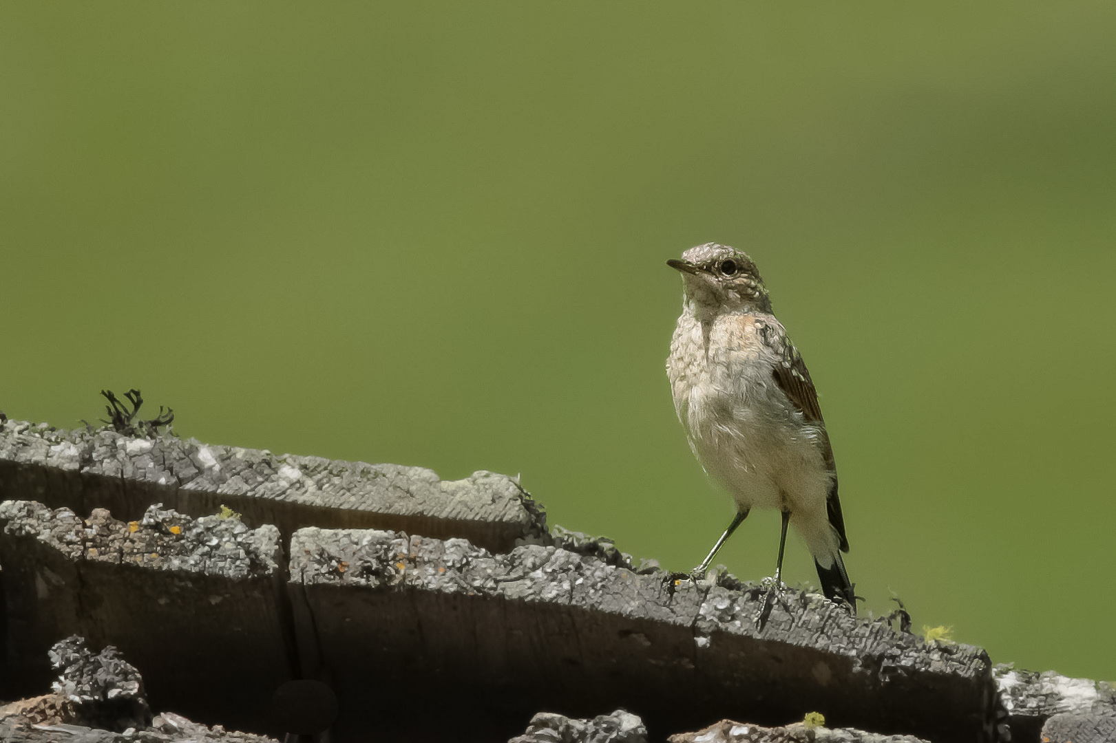Wheatear
