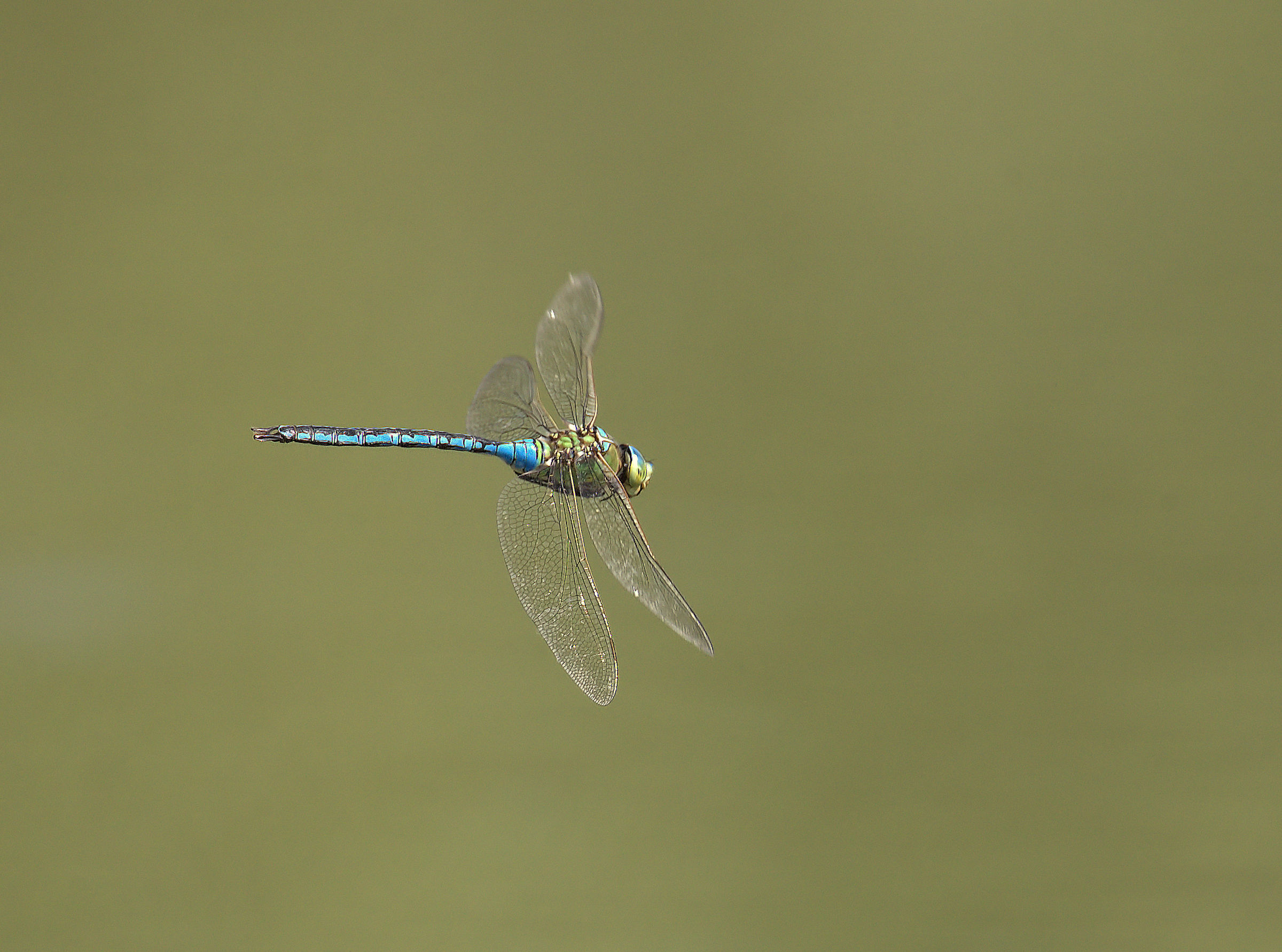 Emperor Dragonfly