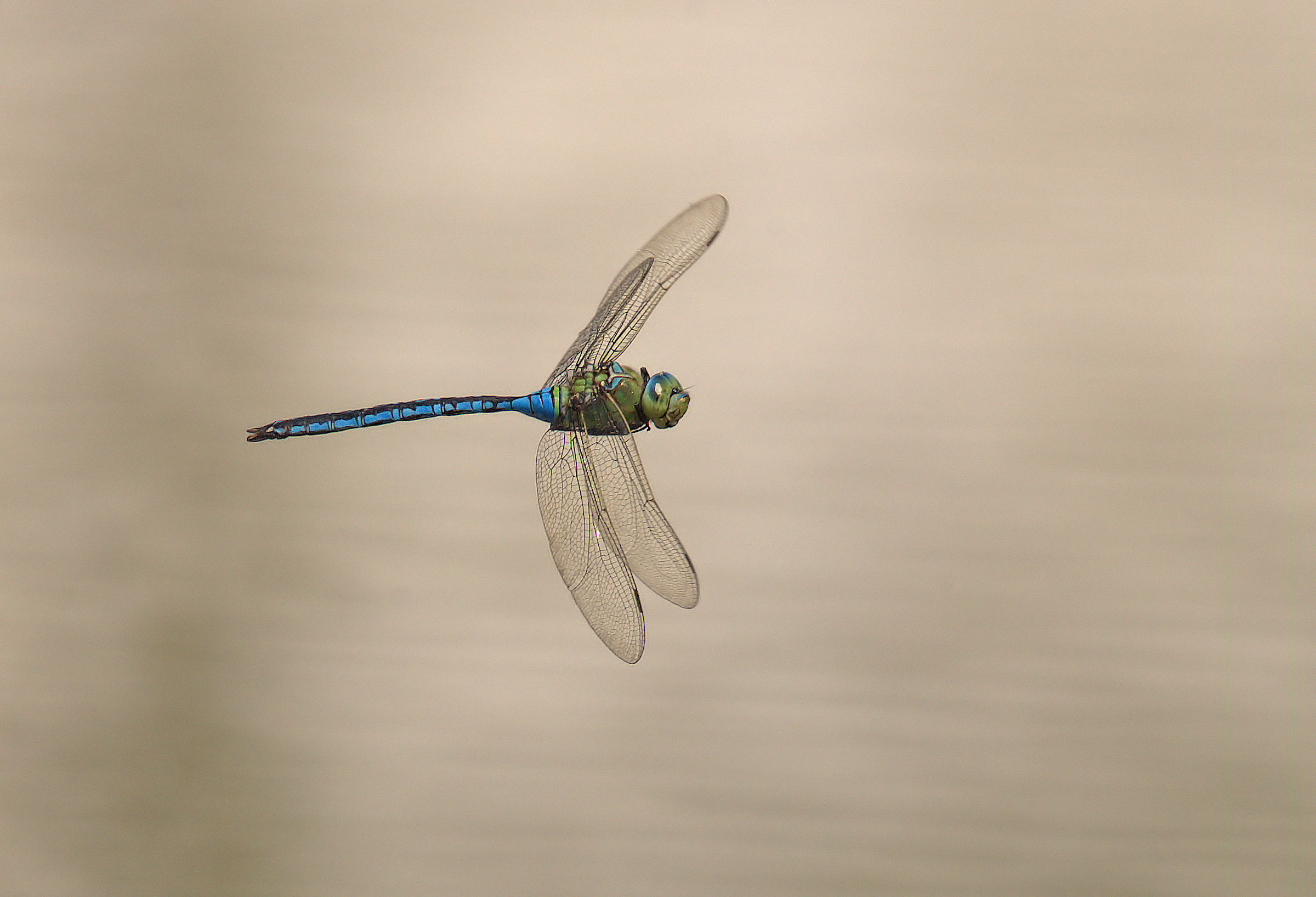Emperor Dragonfly