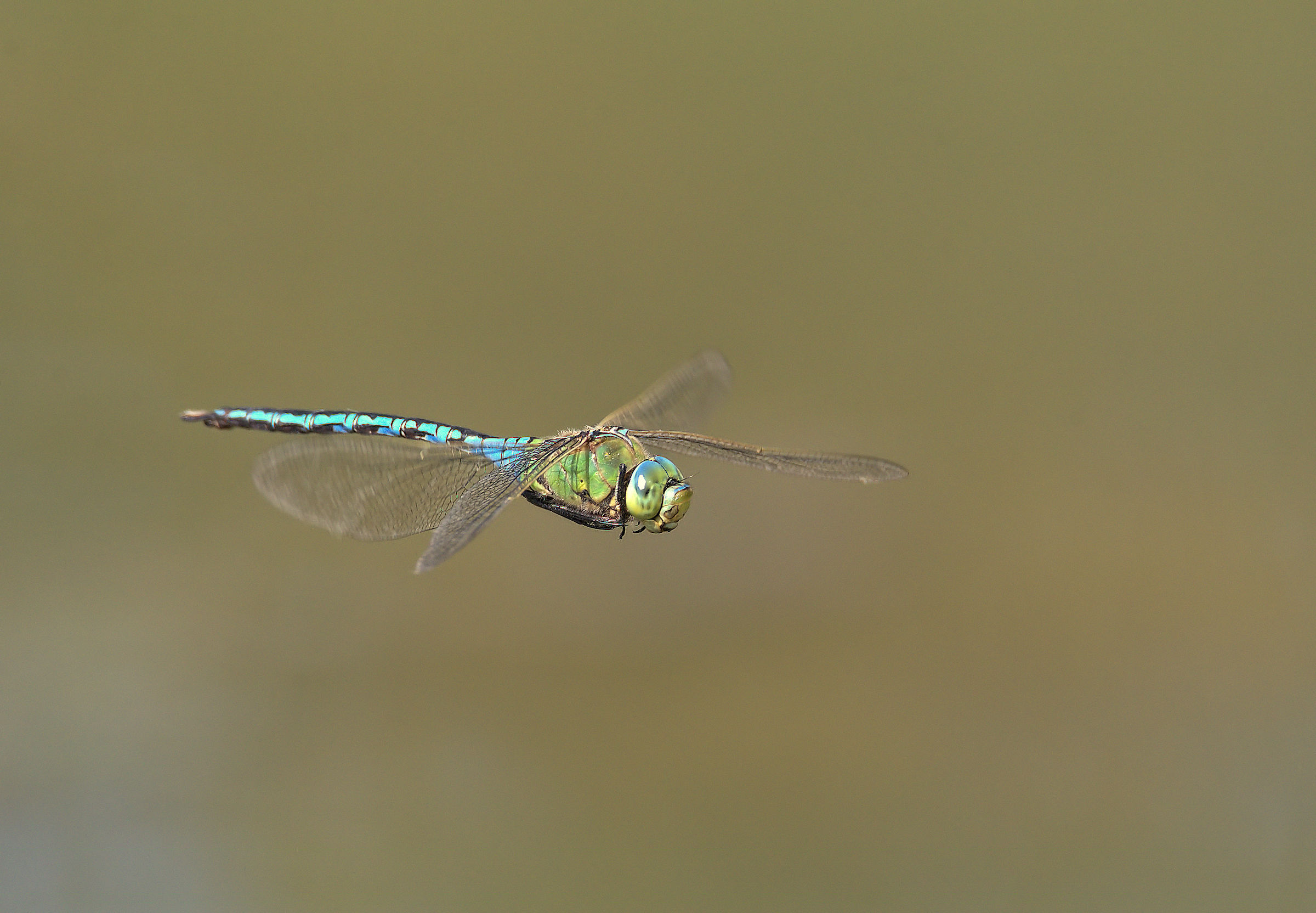 Emperor Dragonfly
