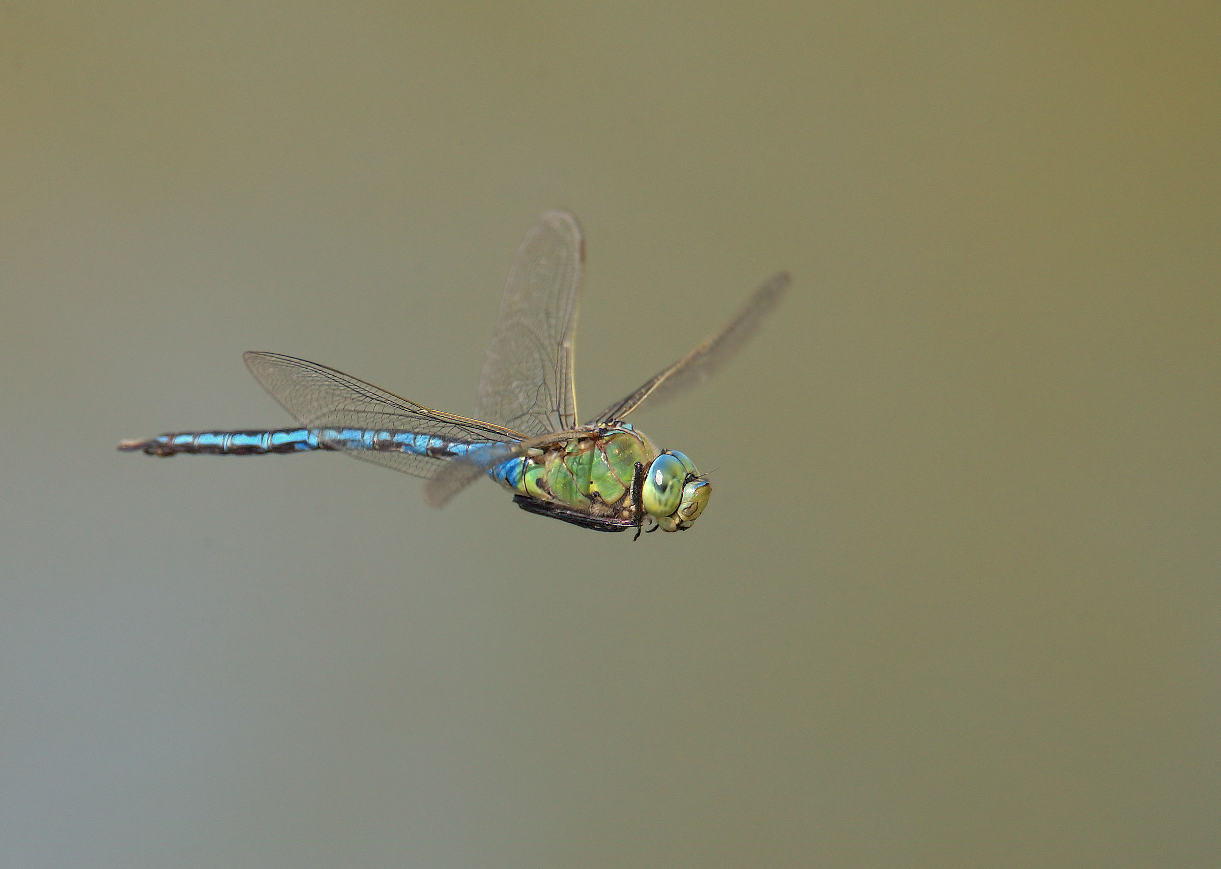 Emperor Dragonfly