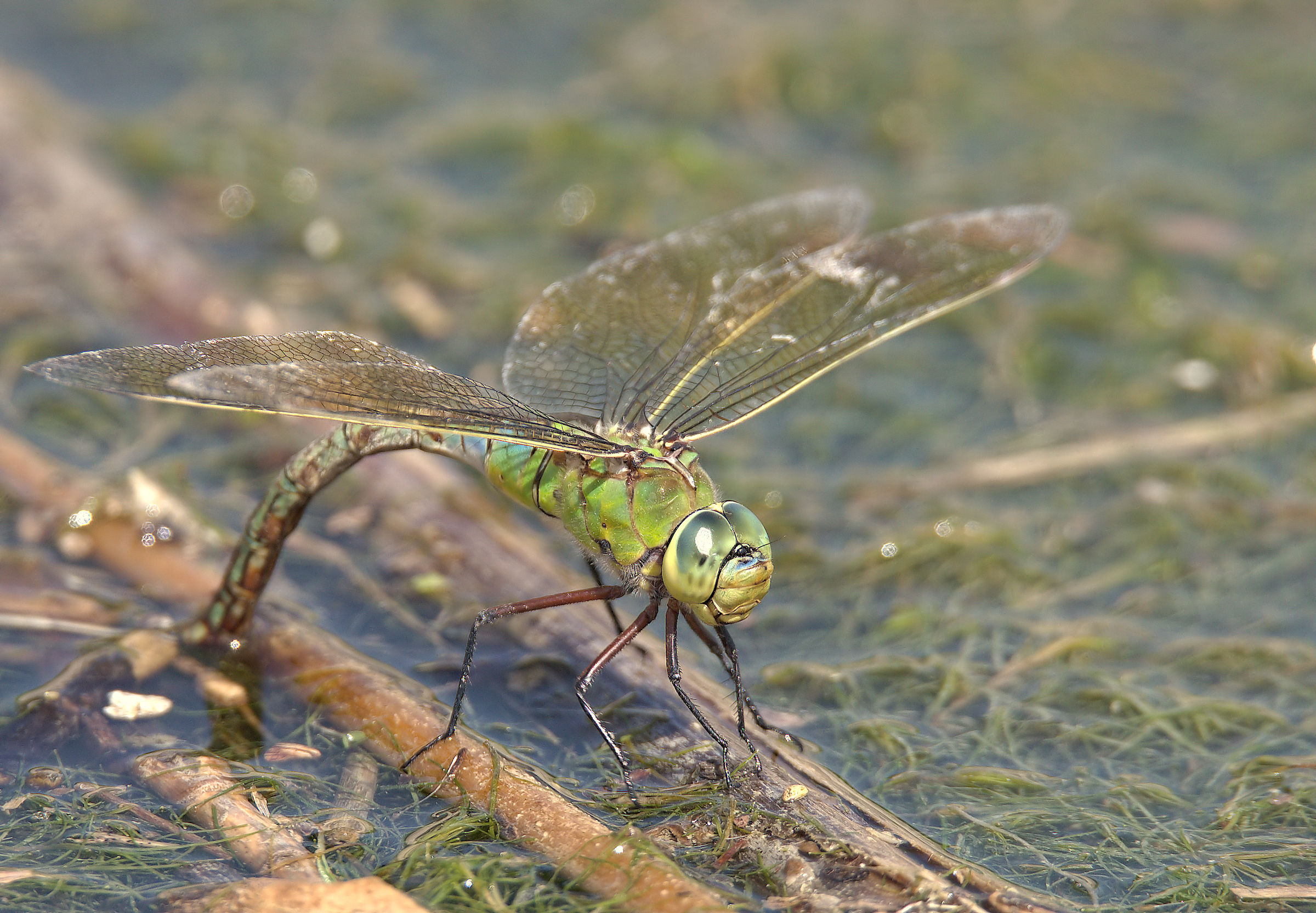 Emperor Dragonfly