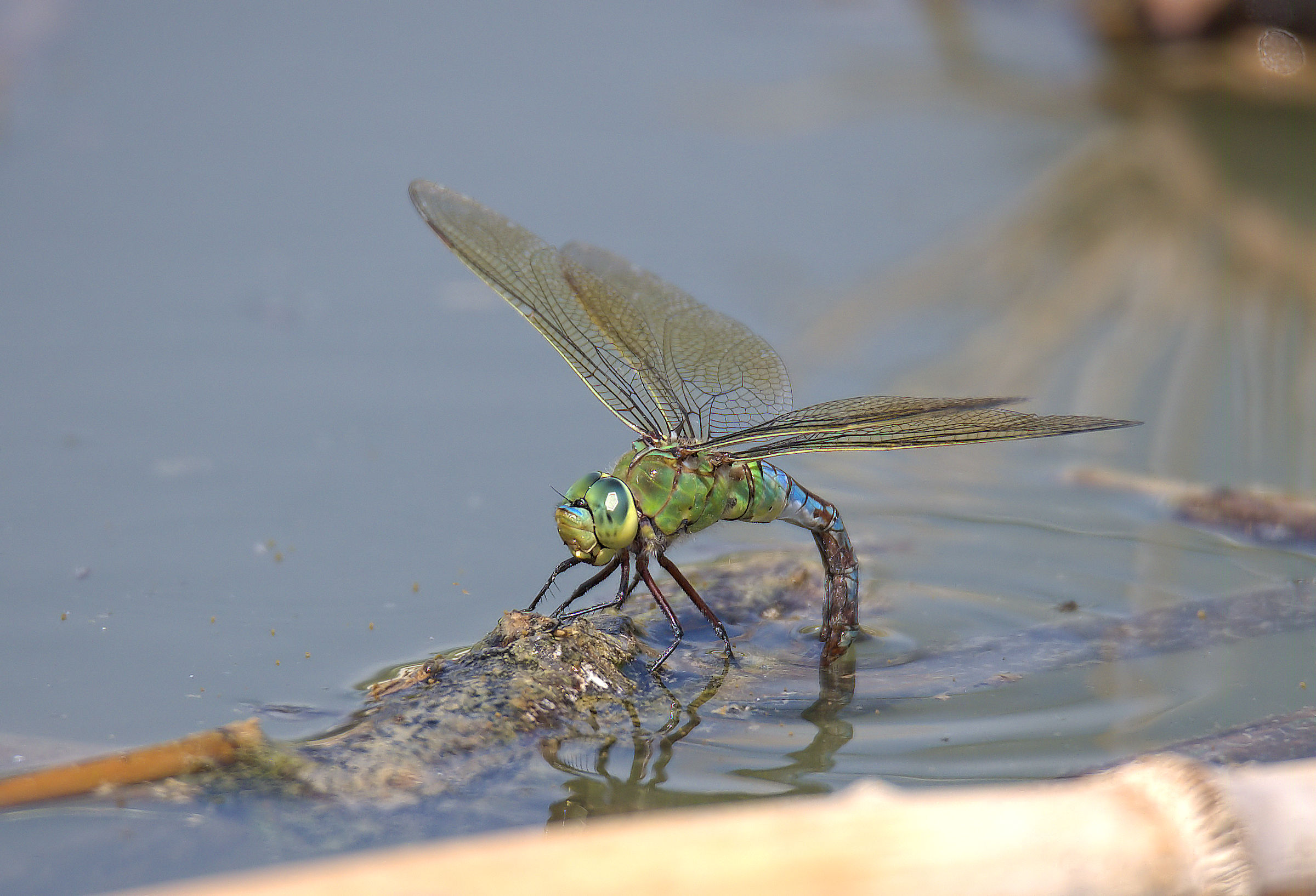 Emperor Dragonfly