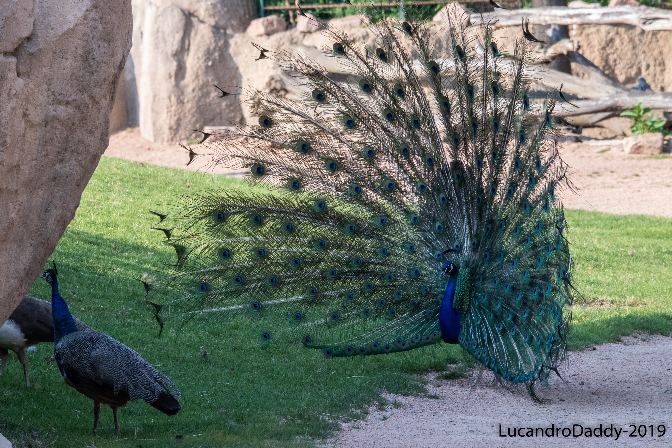 What is not done for females