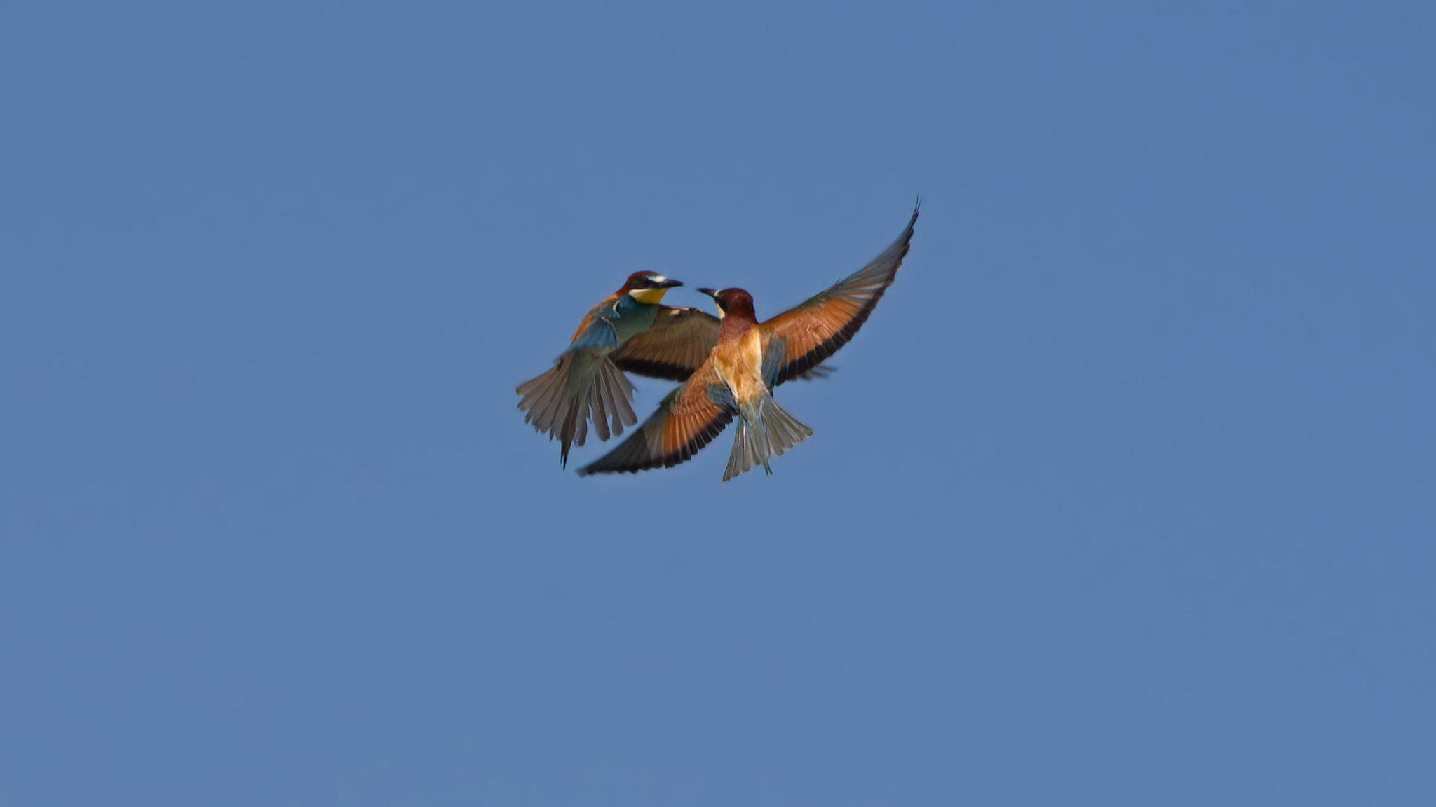 Bickering between bee-eaters