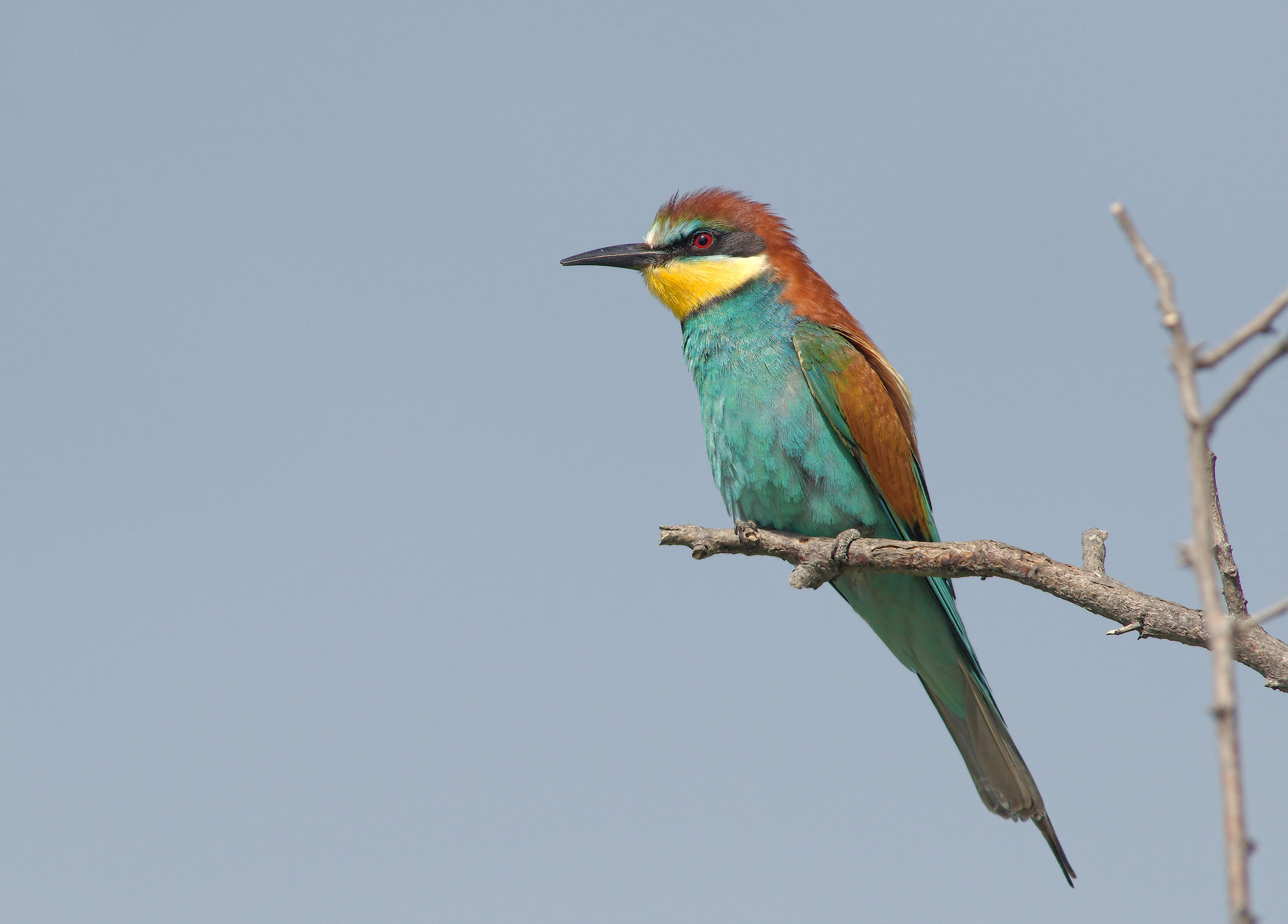 Bee-eater