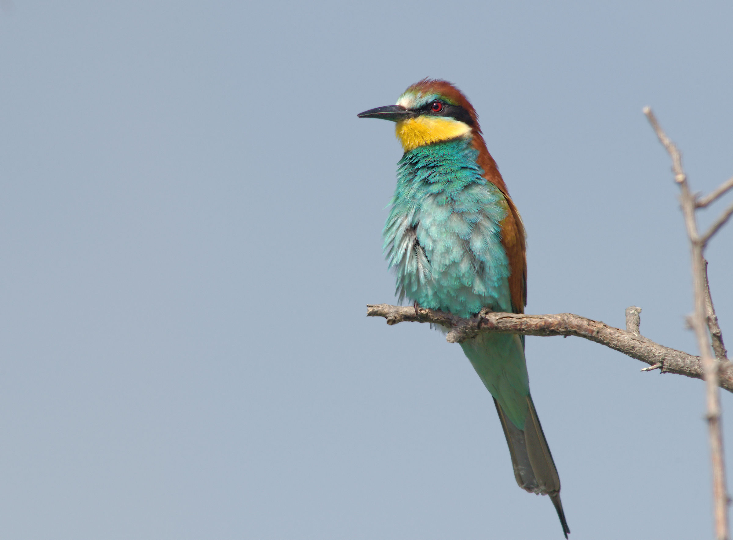 Bee-eater