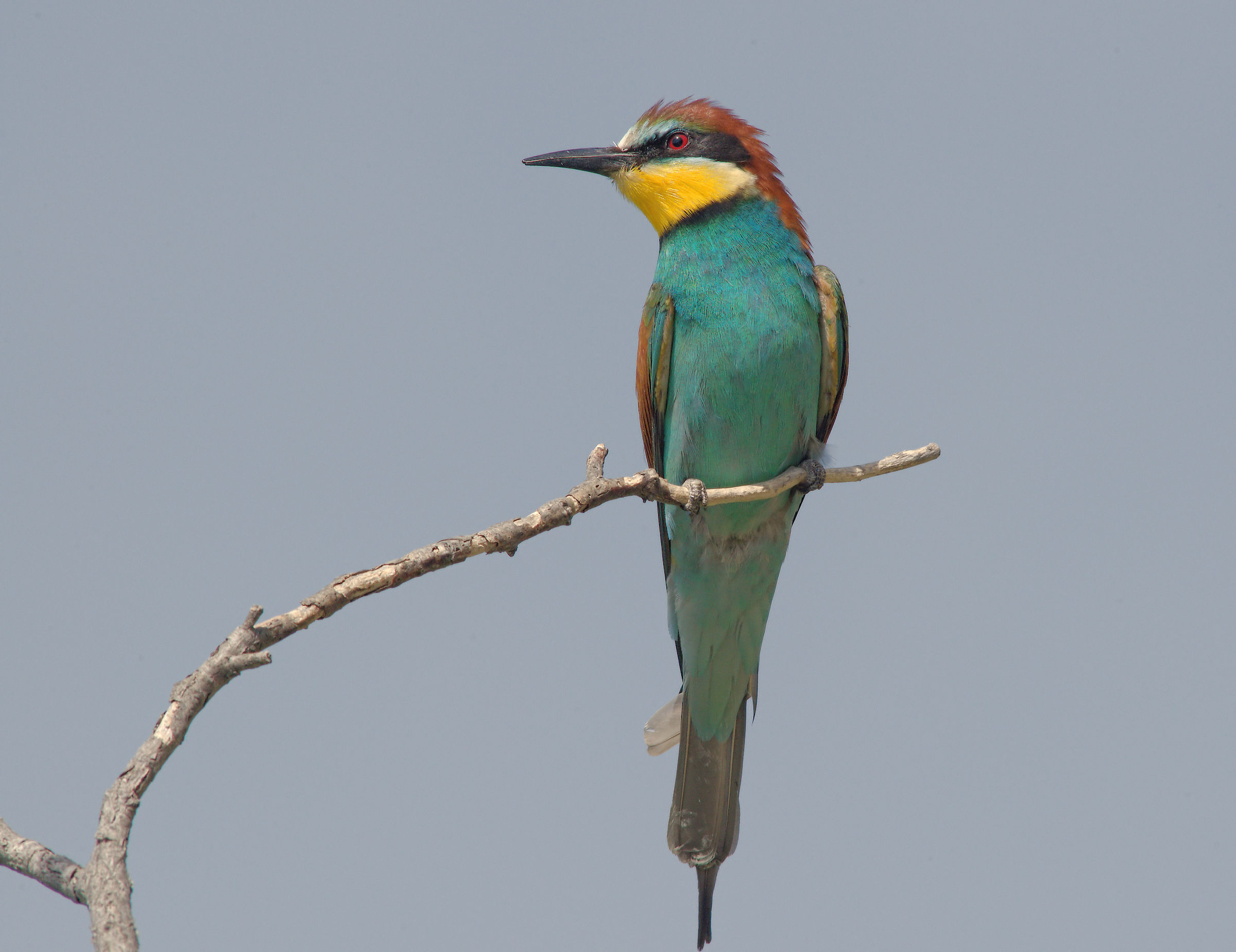 Bee-eater