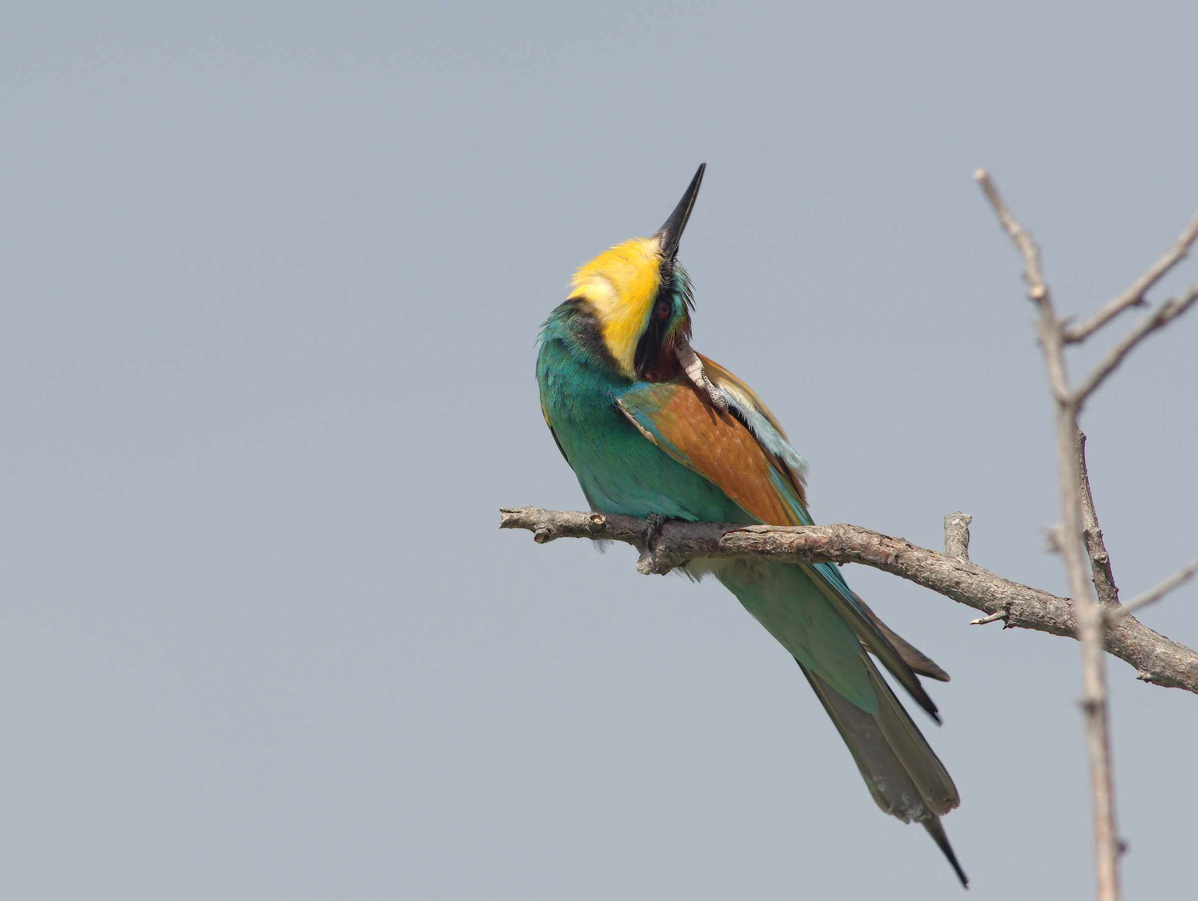 Bee-eater
