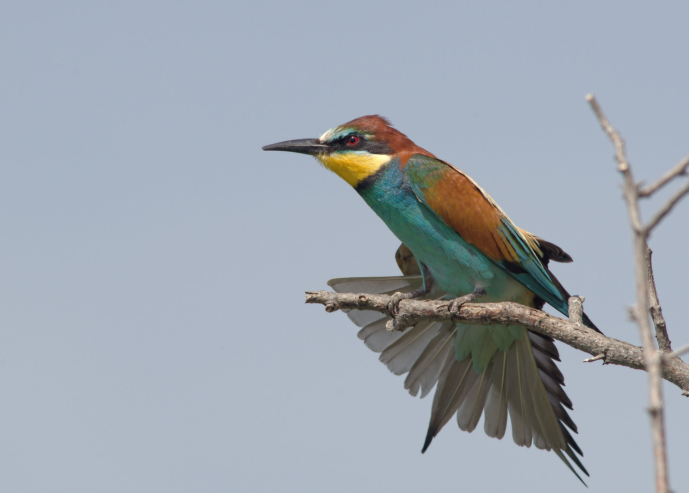 Bee-eater