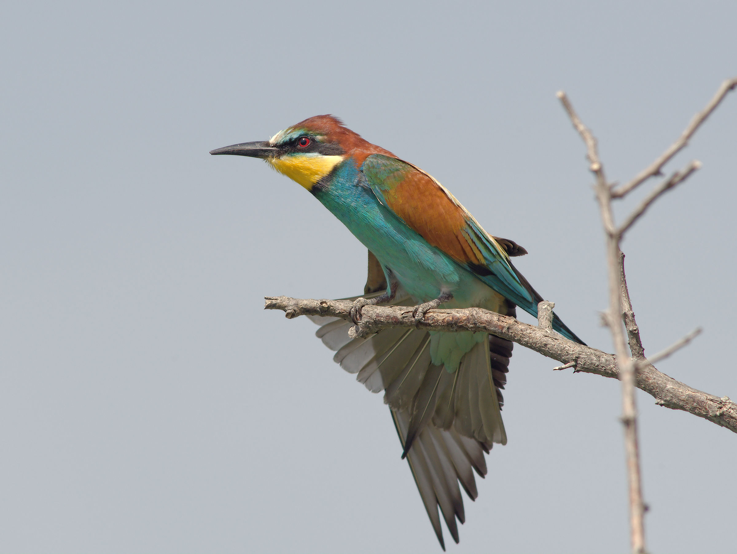 Bee-eater