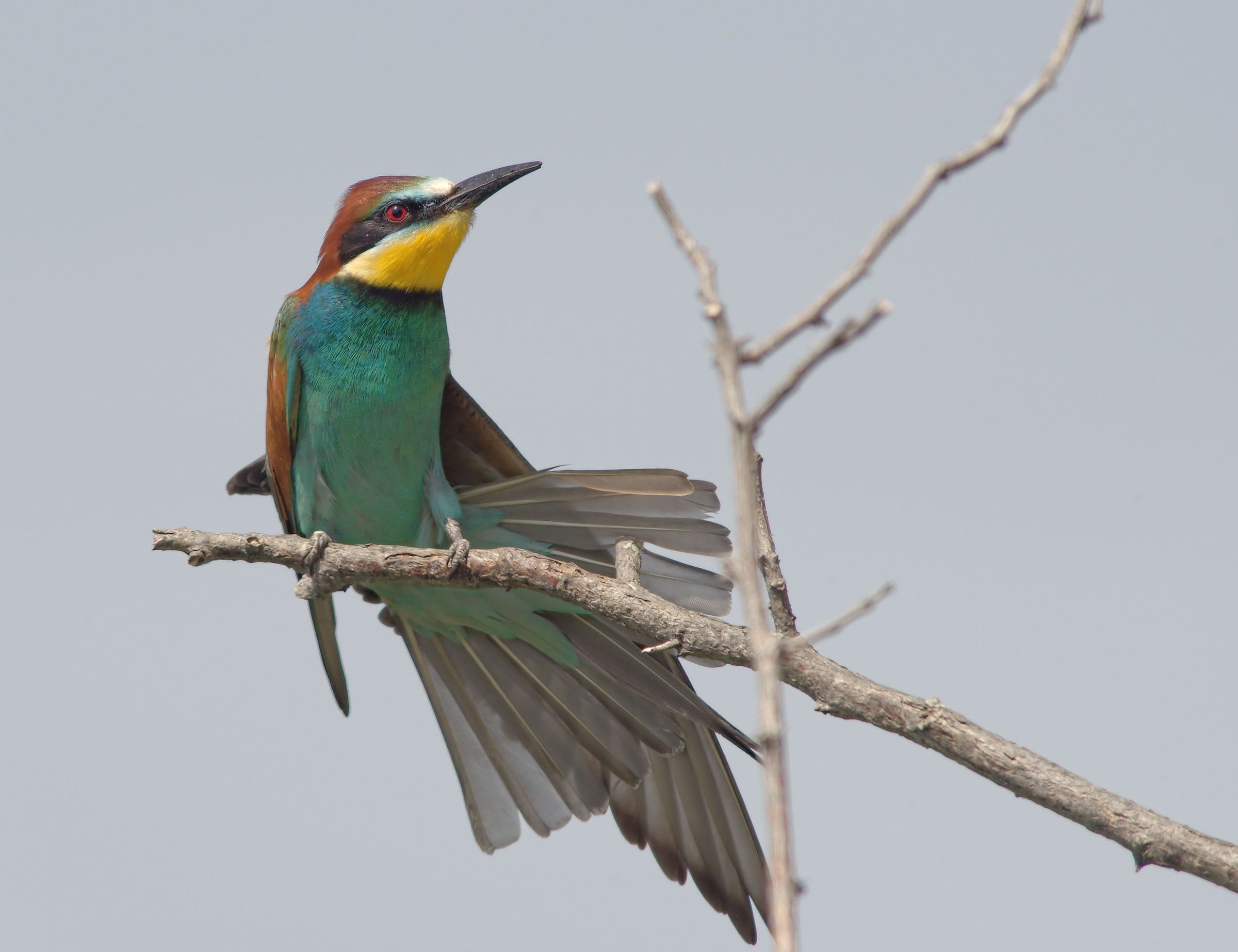 Bee-eater