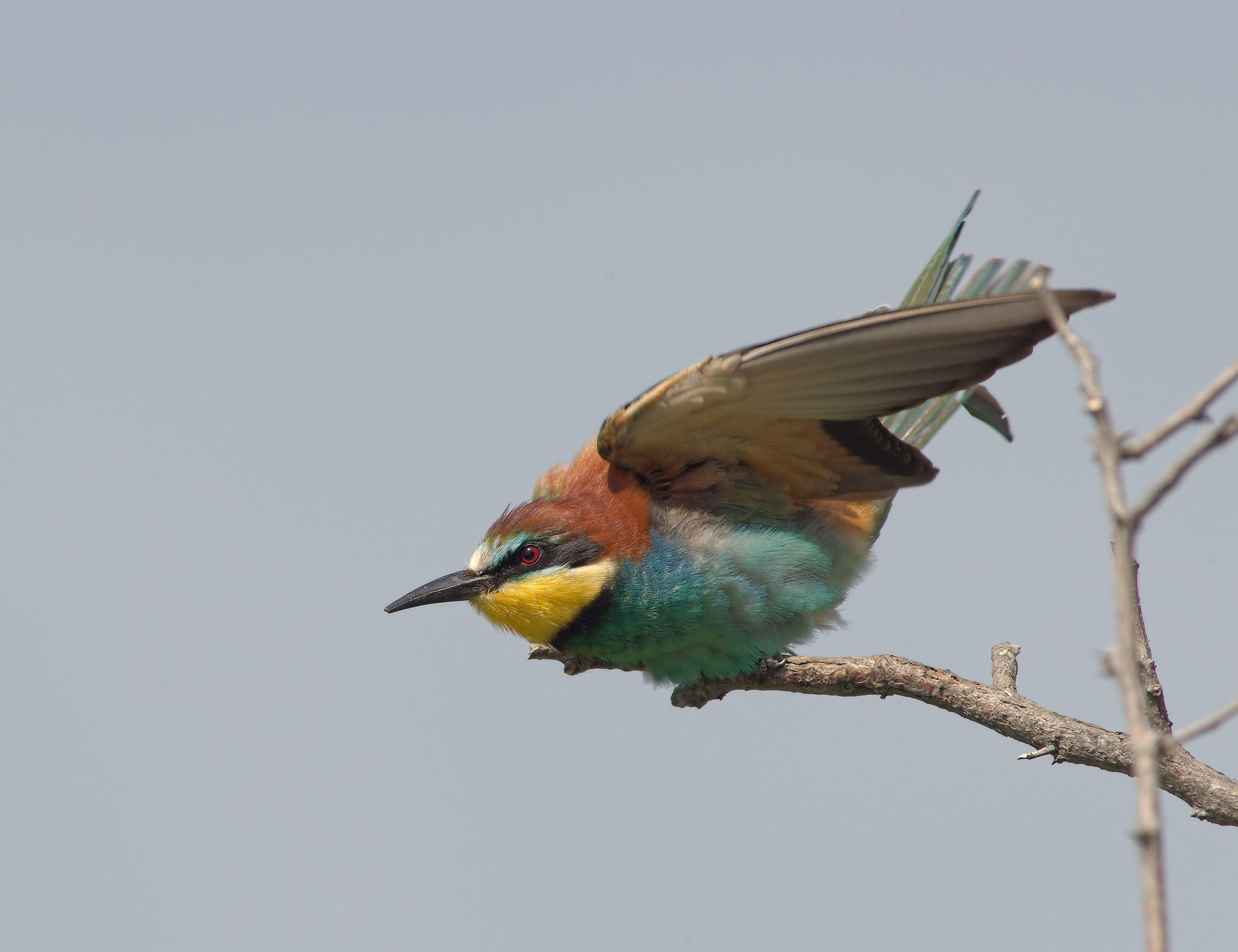 Bee-eater