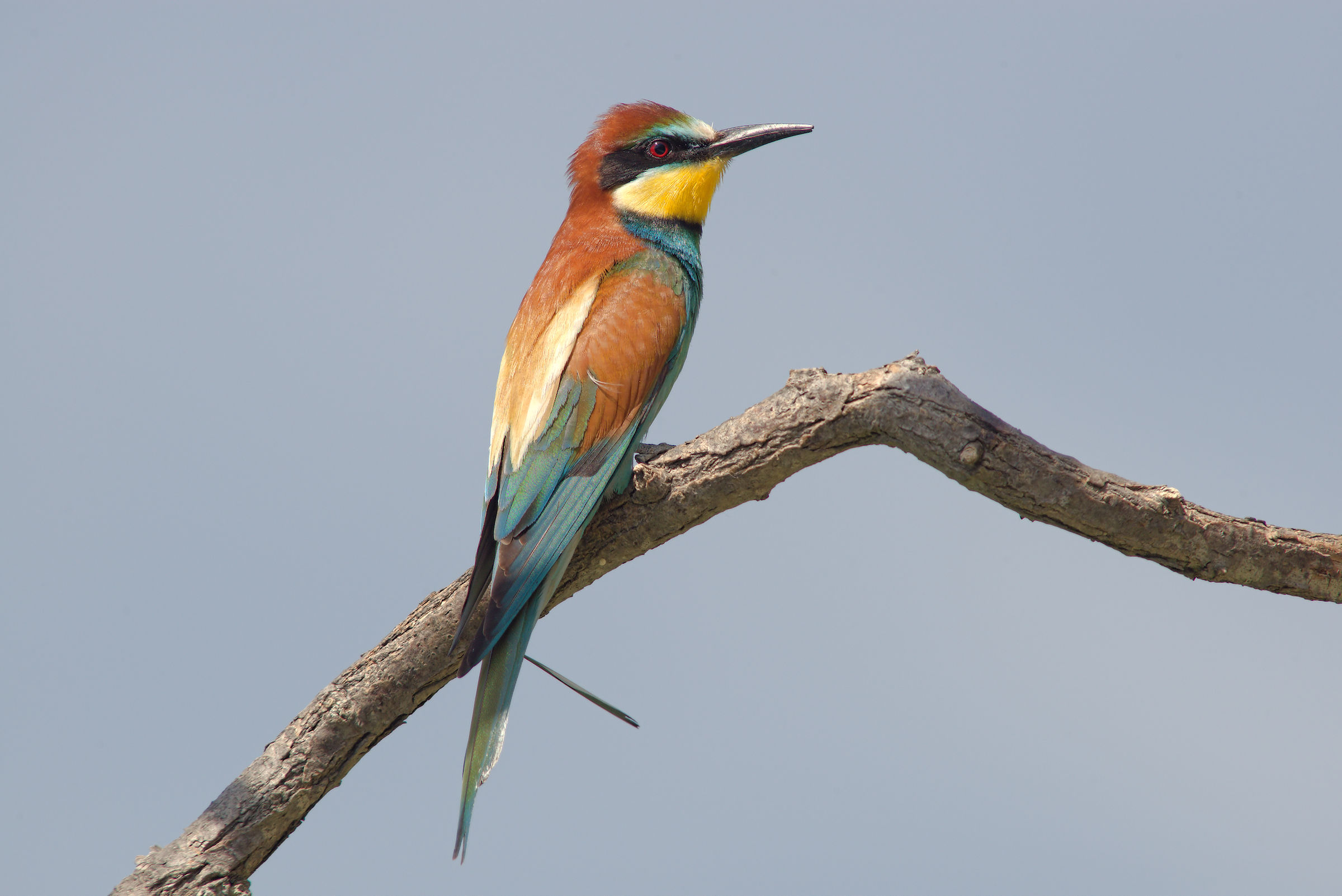 Bee-eater