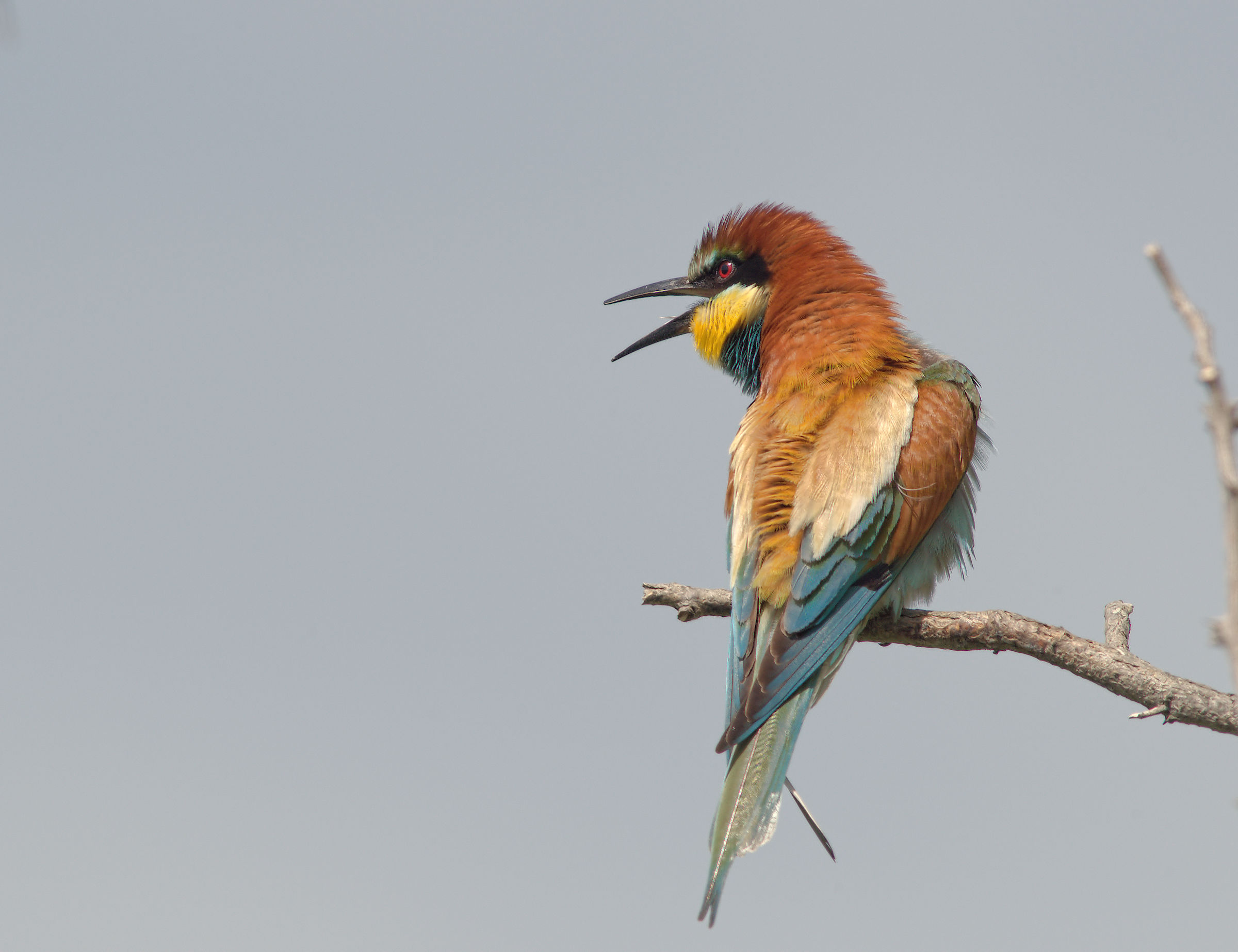 Bee-eater