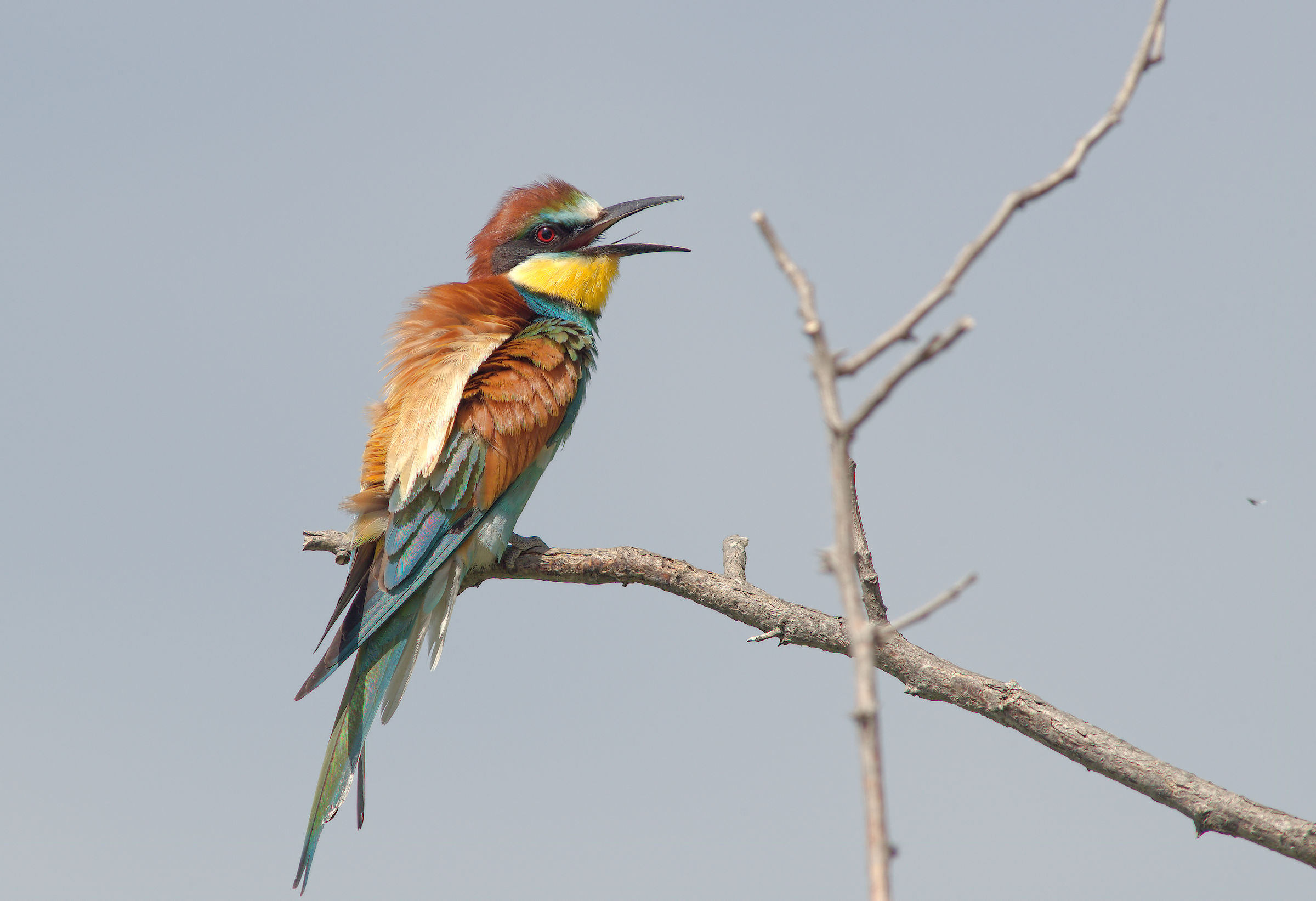 Bee-eater