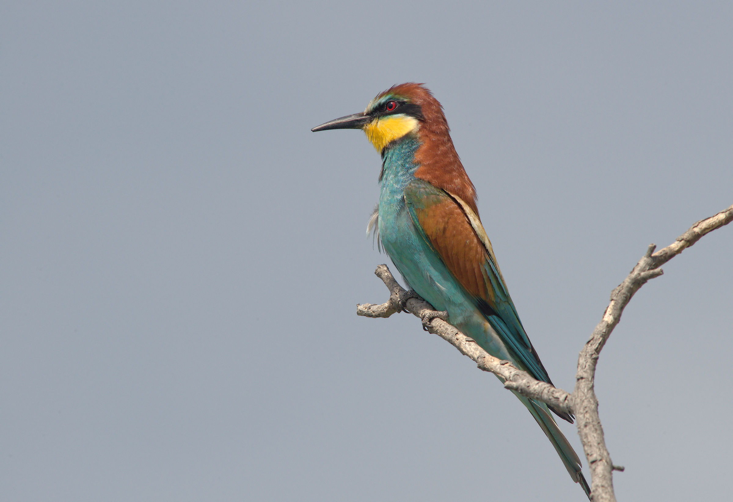 Bee-eater