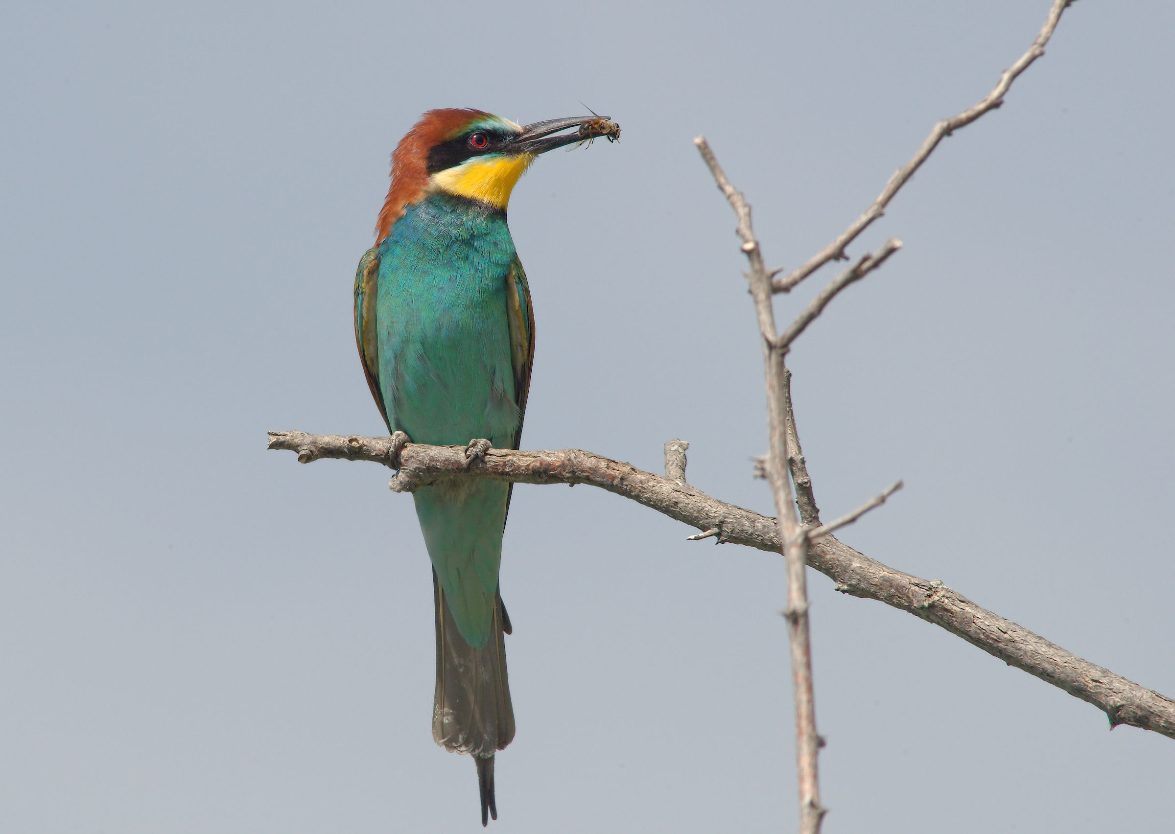 Bee-eater
