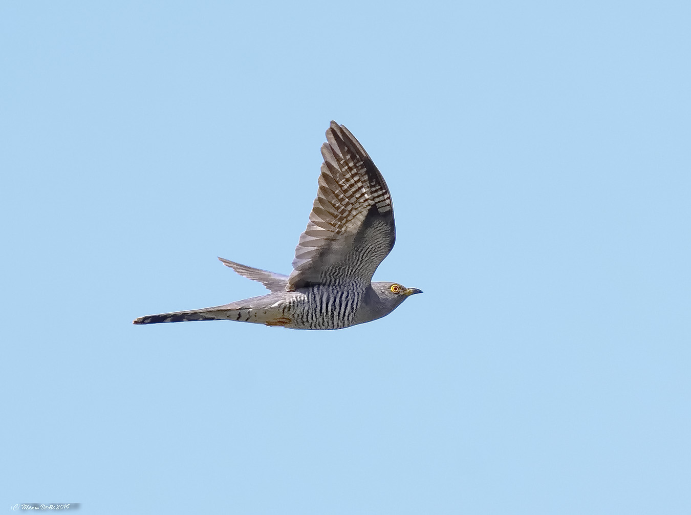 Cuckoo (Cuculus canorus)