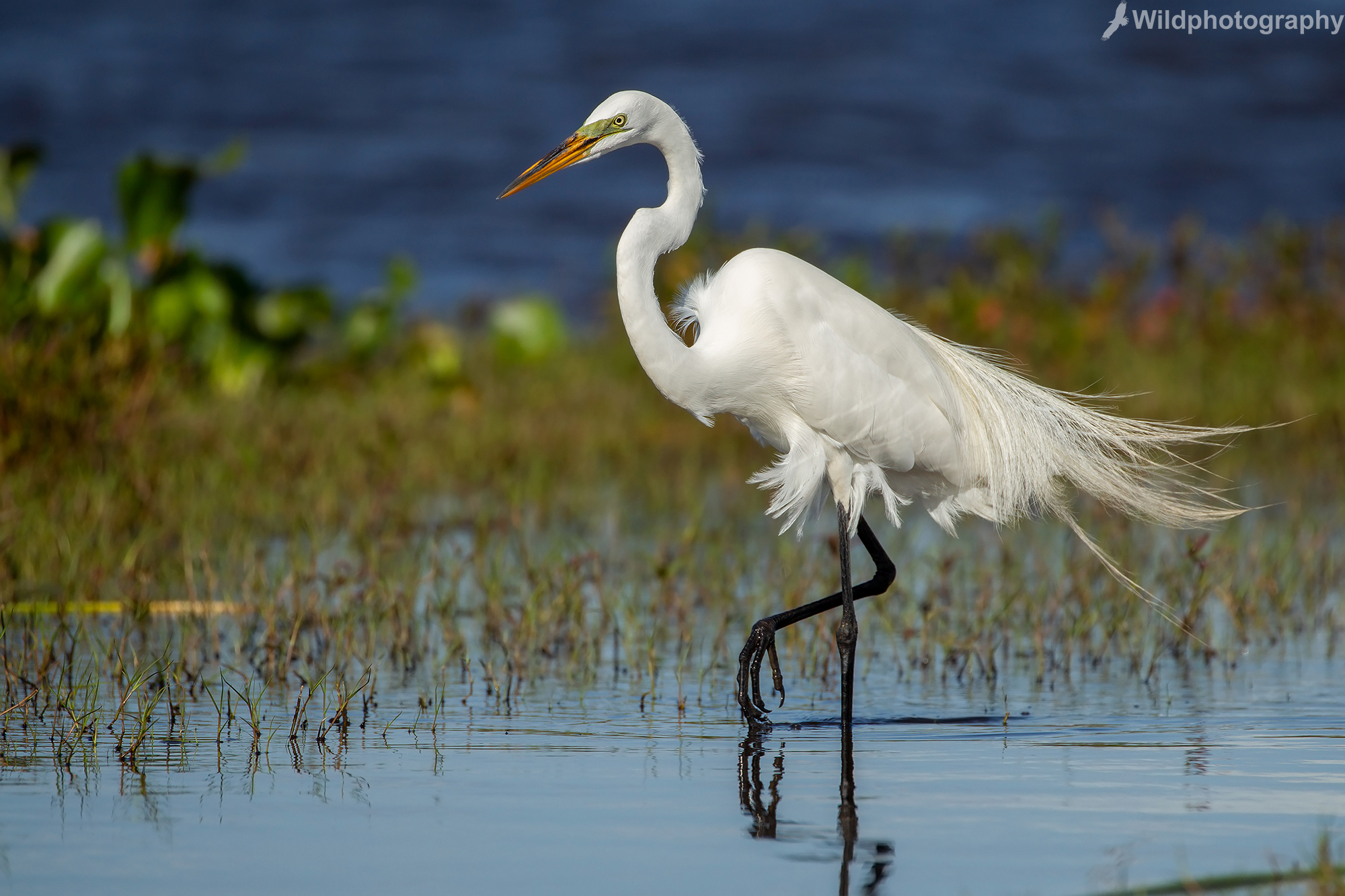 Greater White Heron
