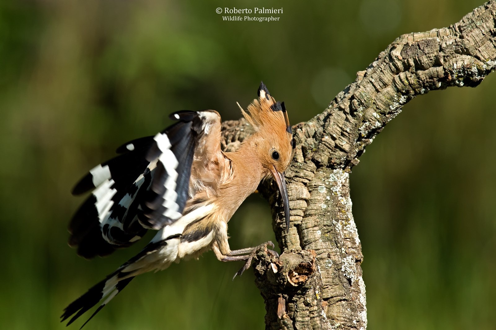 Upupa in arrivo al posatoio