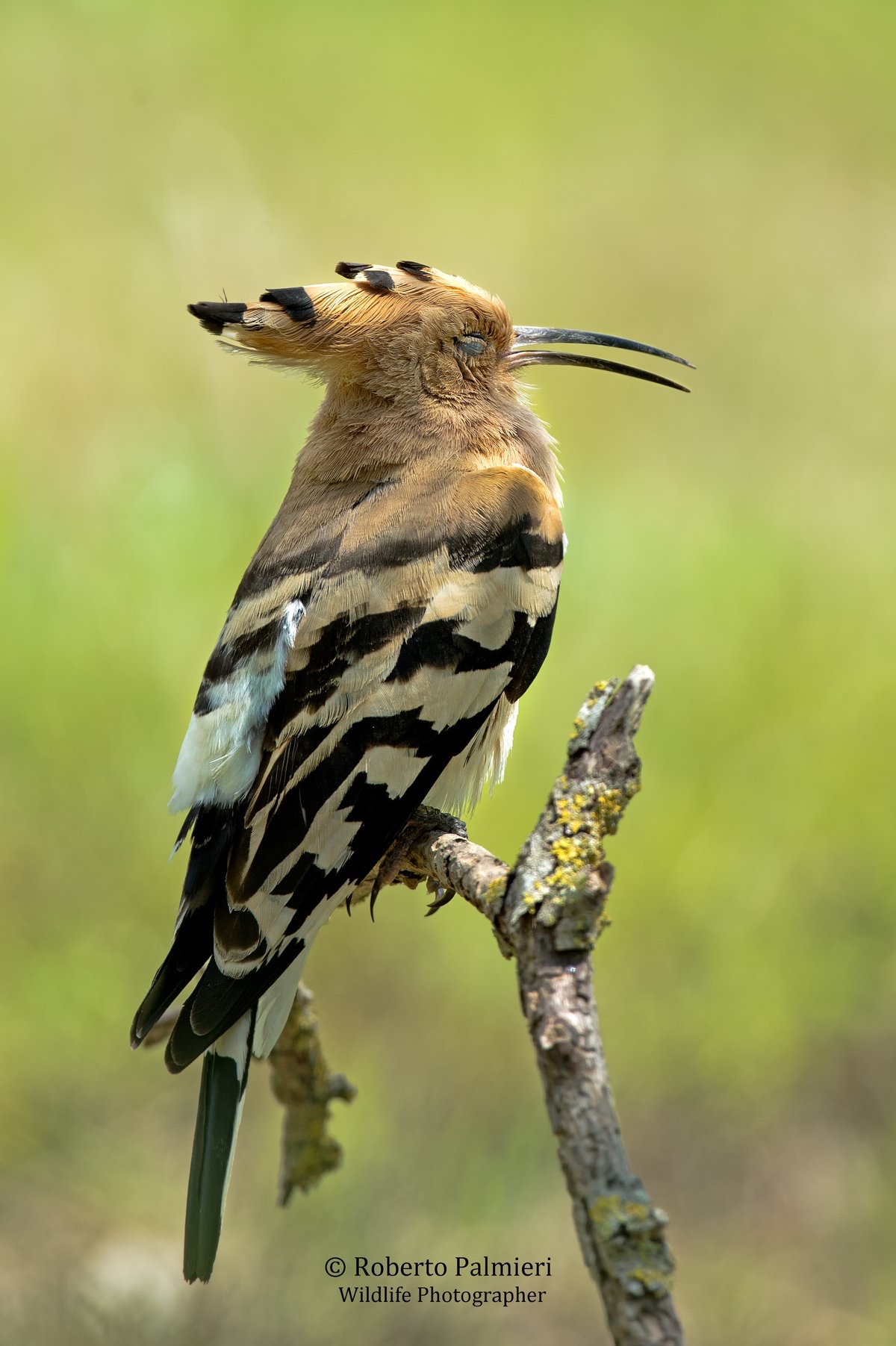 Hoopoe at rest
