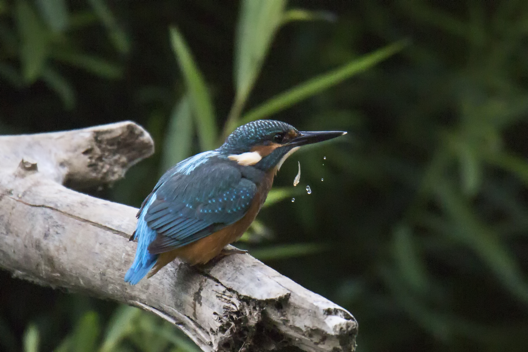 Giovanemartin Inespertfisherman loses the fish
