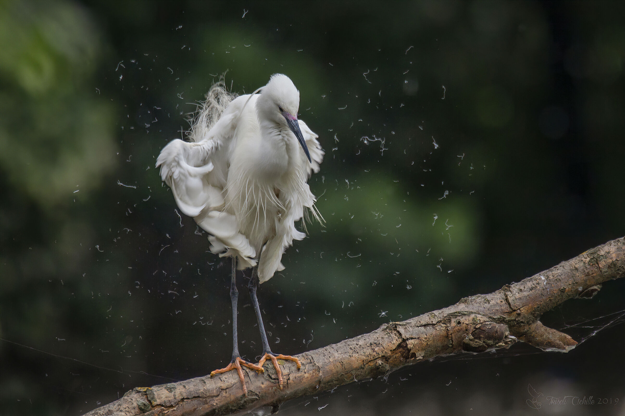 Shaker.......... "Garzetta"