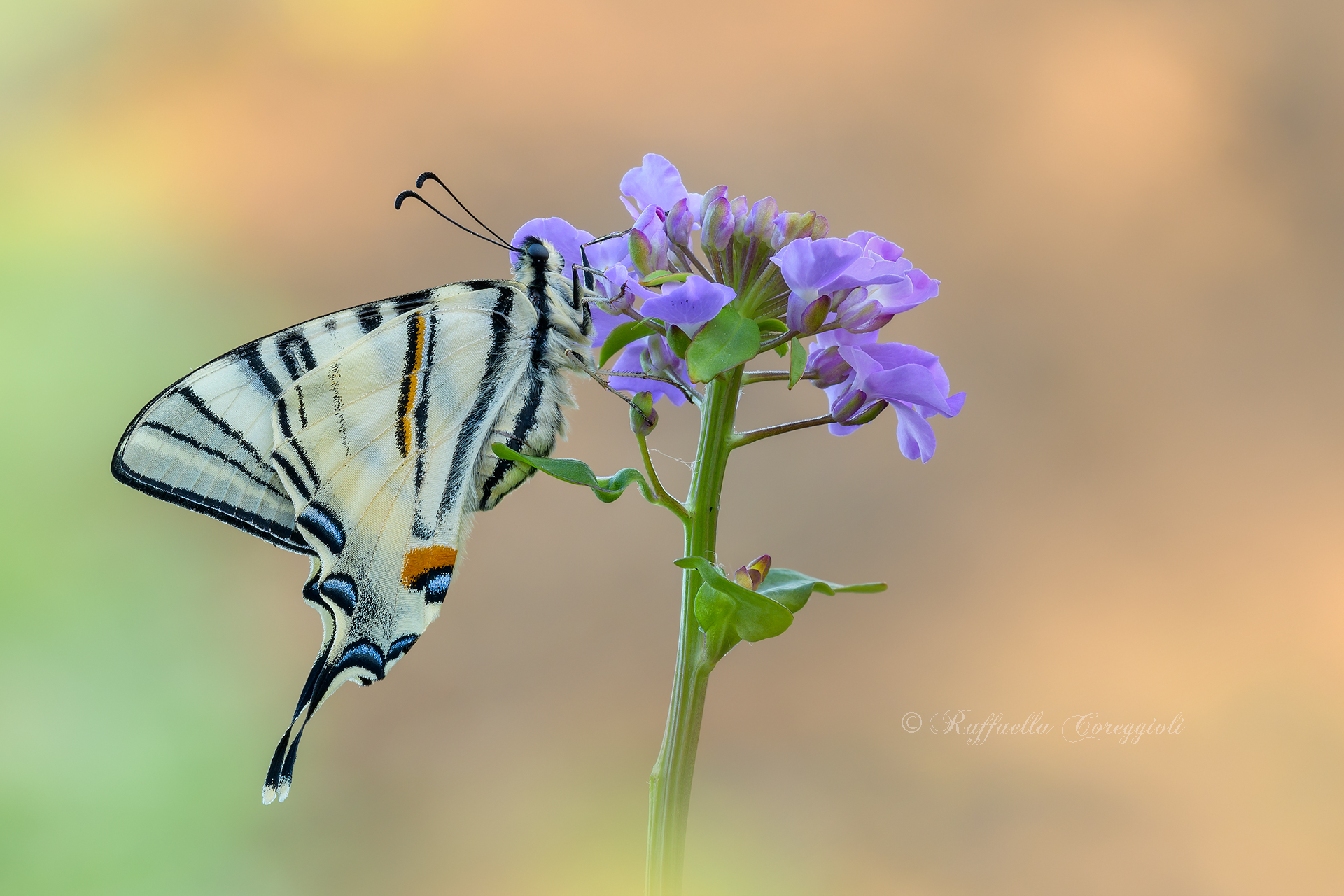 Iphiclides podalirius