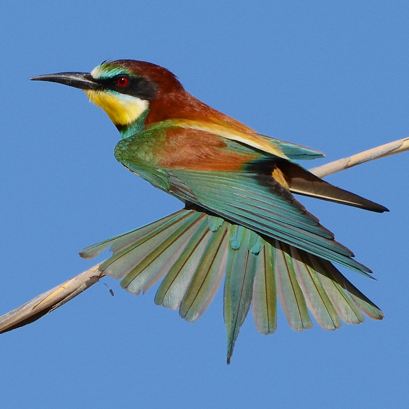 Bee-eater