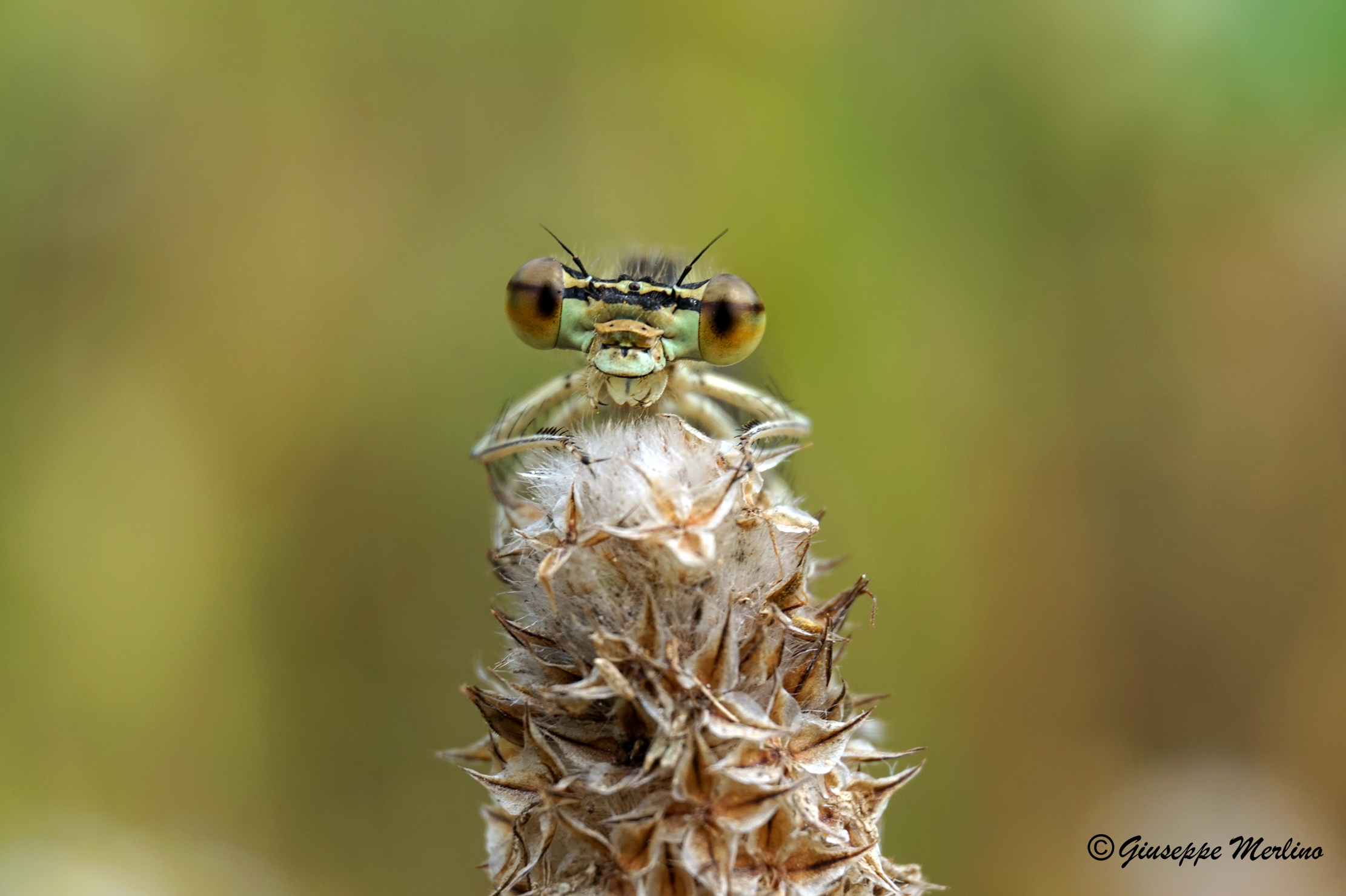 L'arrampicatrice floreale