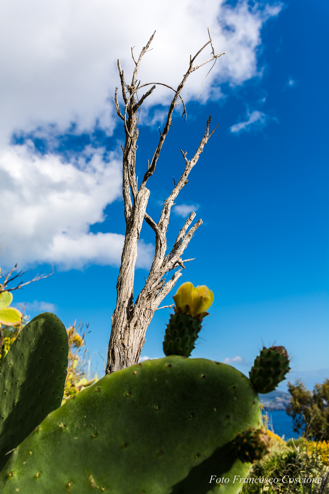 Prickly and dry branch