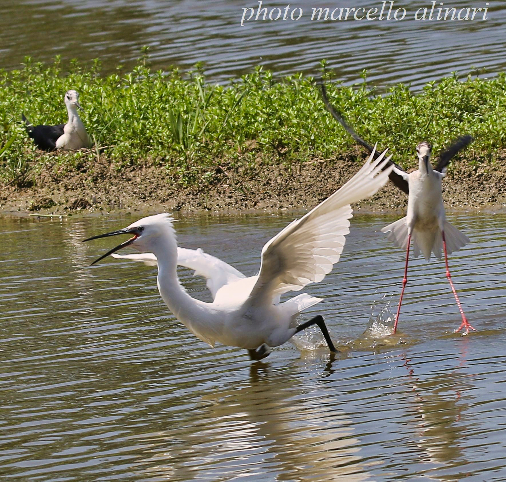 egretta garzetta in fuga