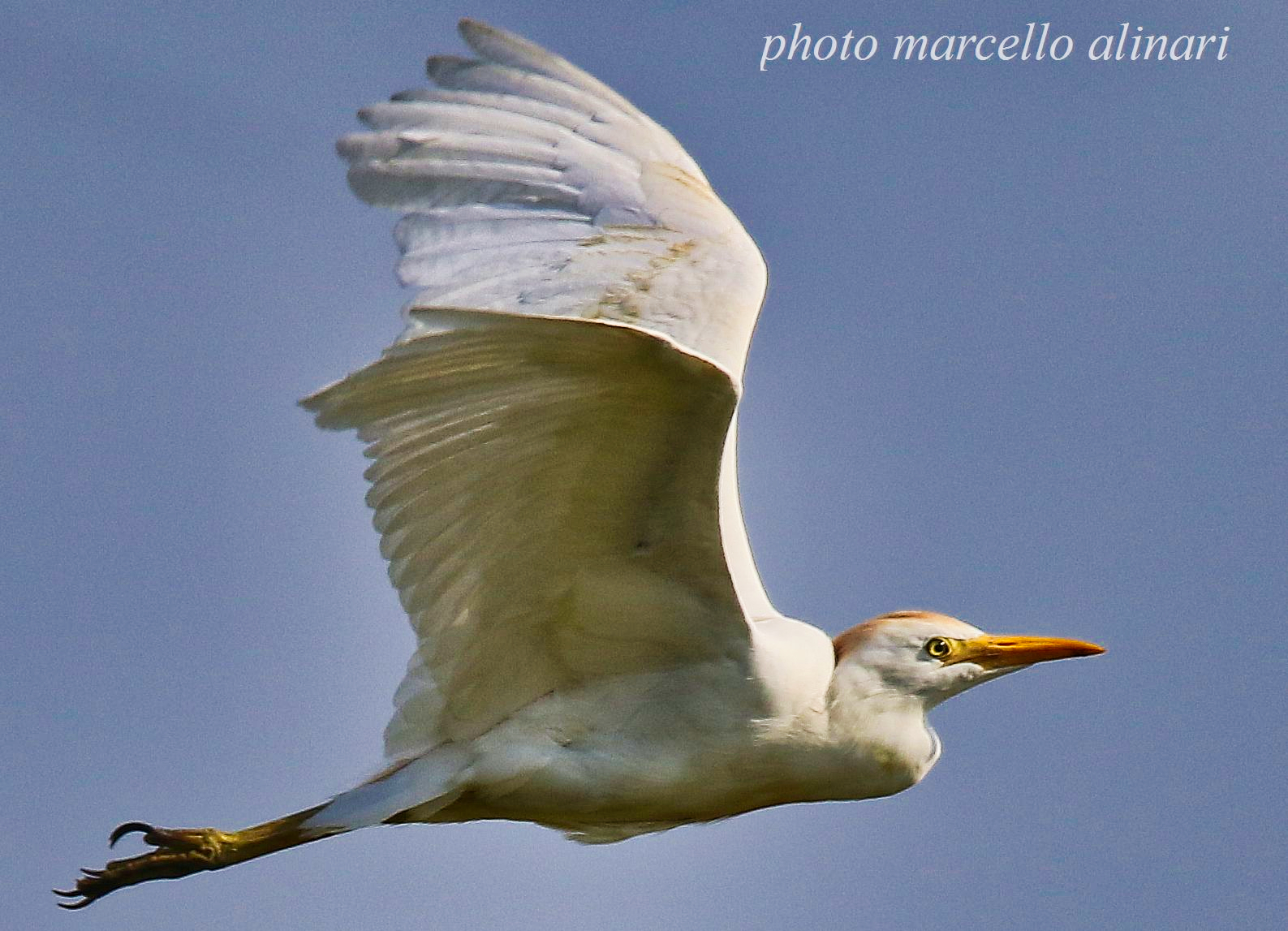 airone guardabuoi in volo