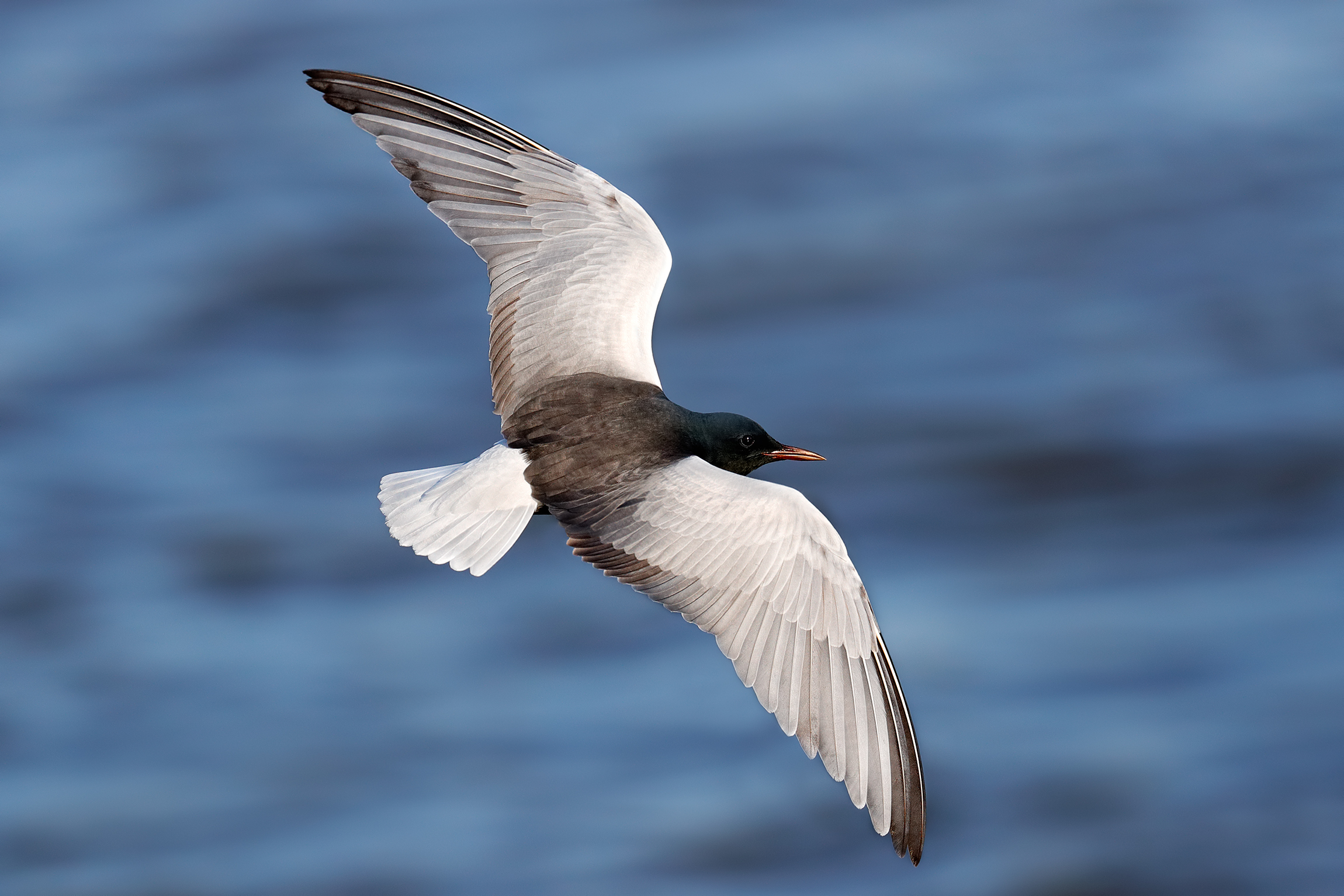 Mignattino alibianche