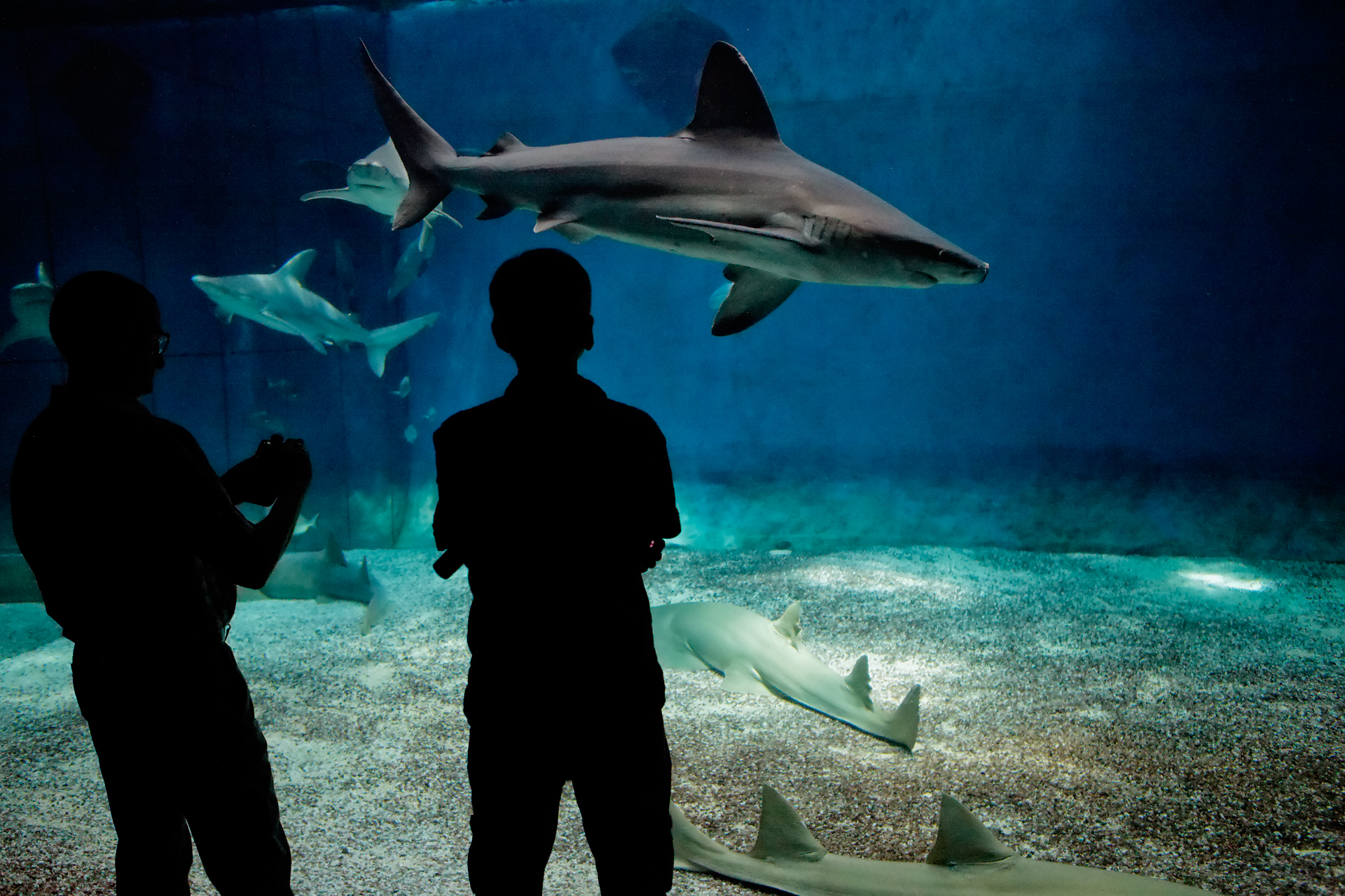 Incontri Ravvicinati