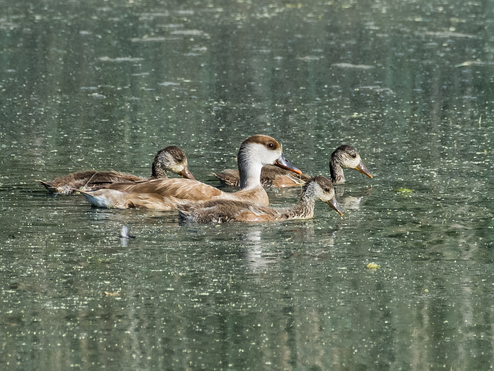 Fistion with offspring