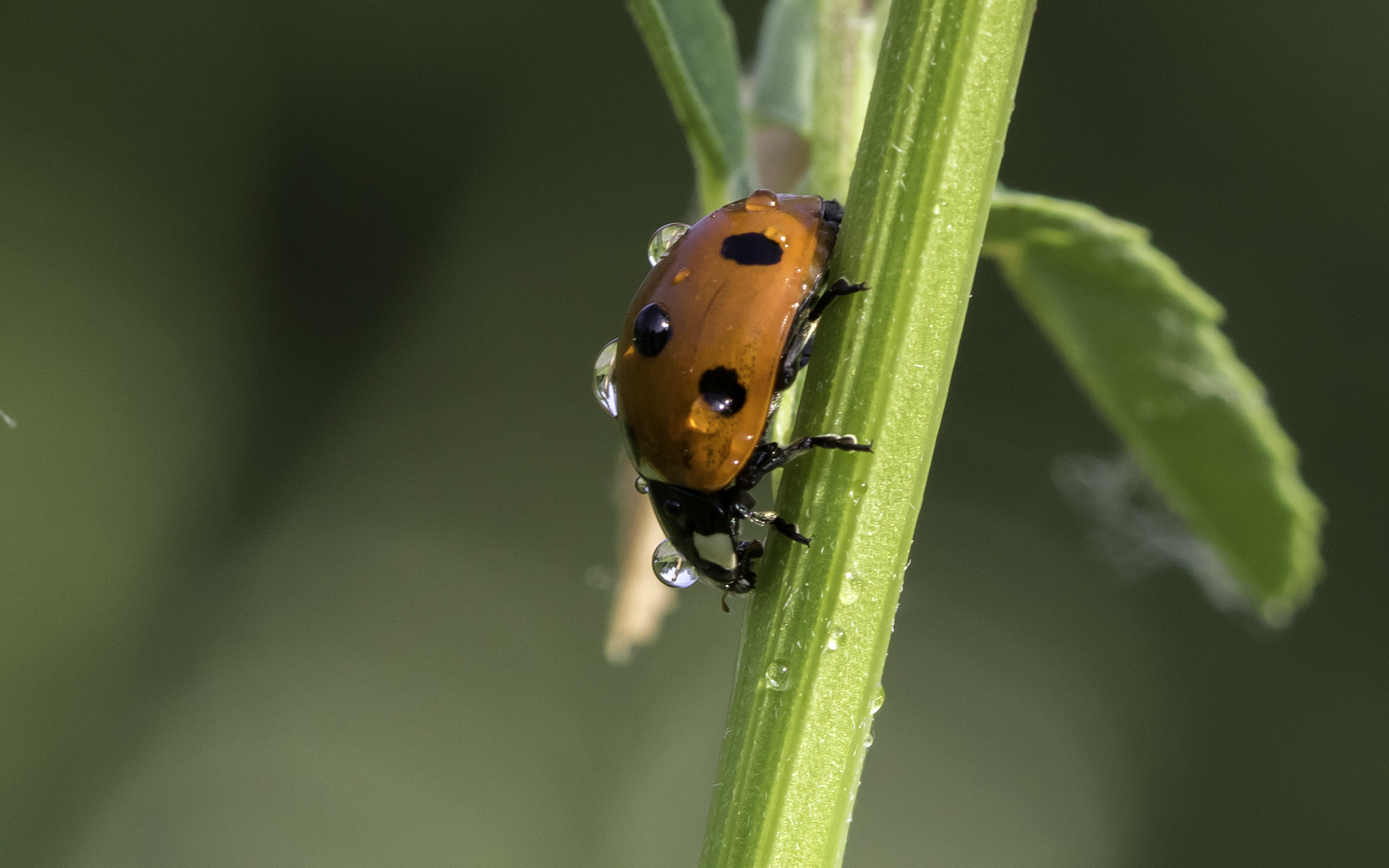 Coccinella con rugiada