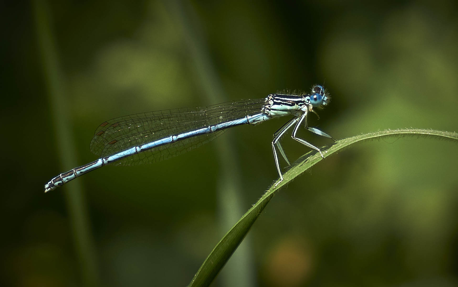 Coenagrion mercuriale
