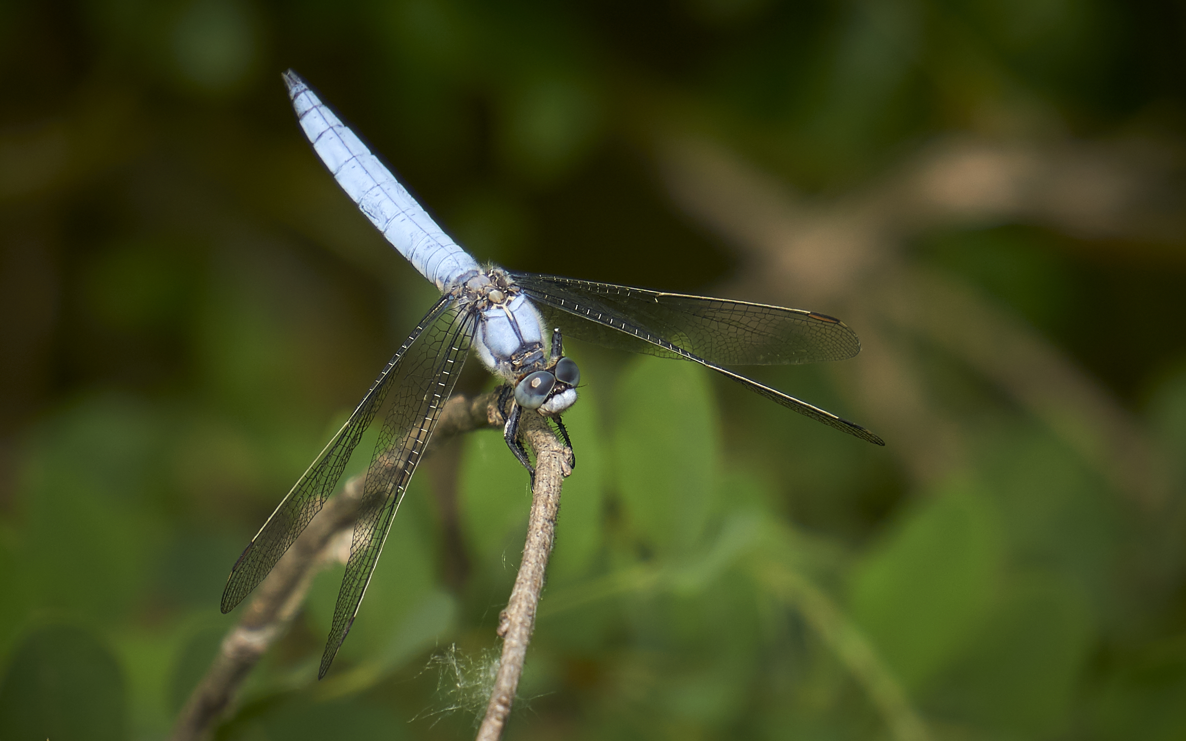 Orthetrum brunneum