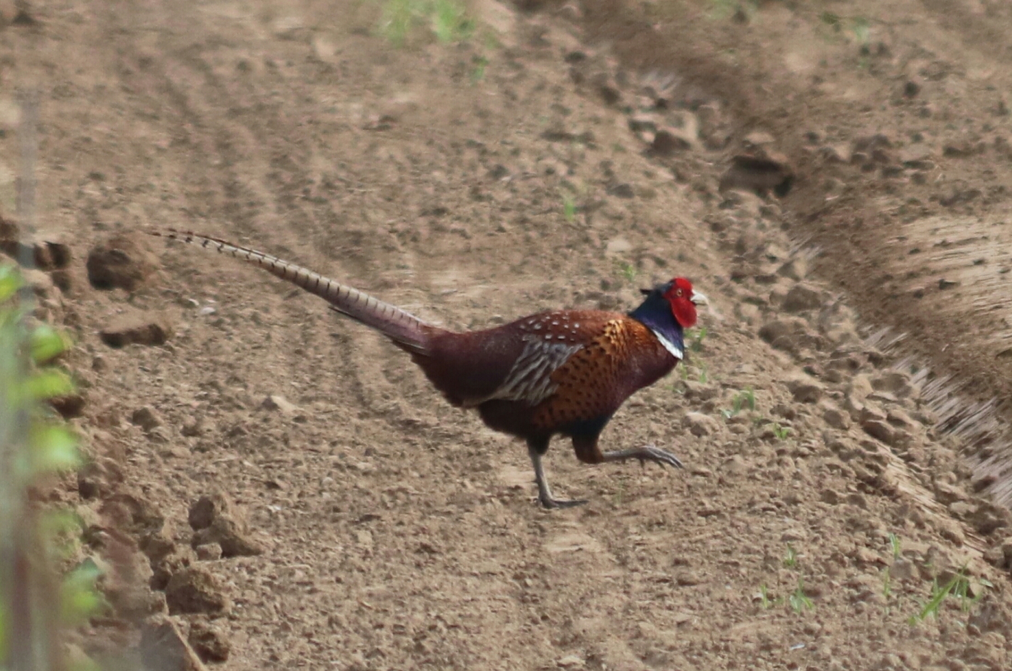 Pheasant