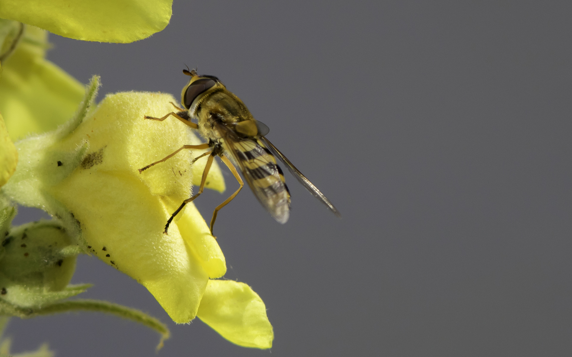 Syrphidae