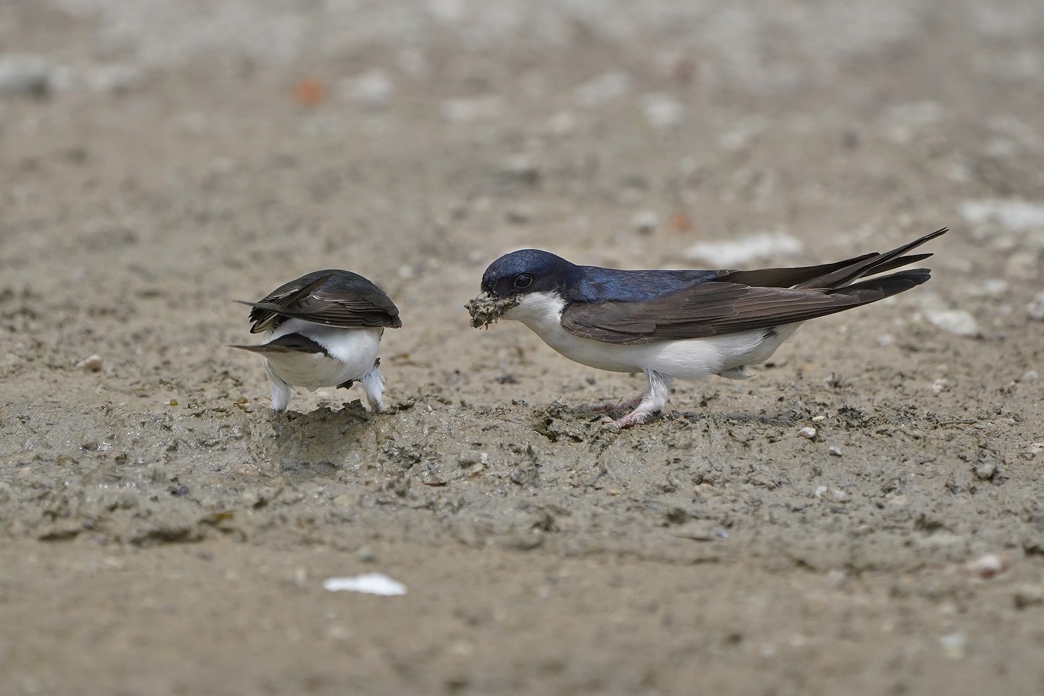 Balestruccio (Delichan urbicum)